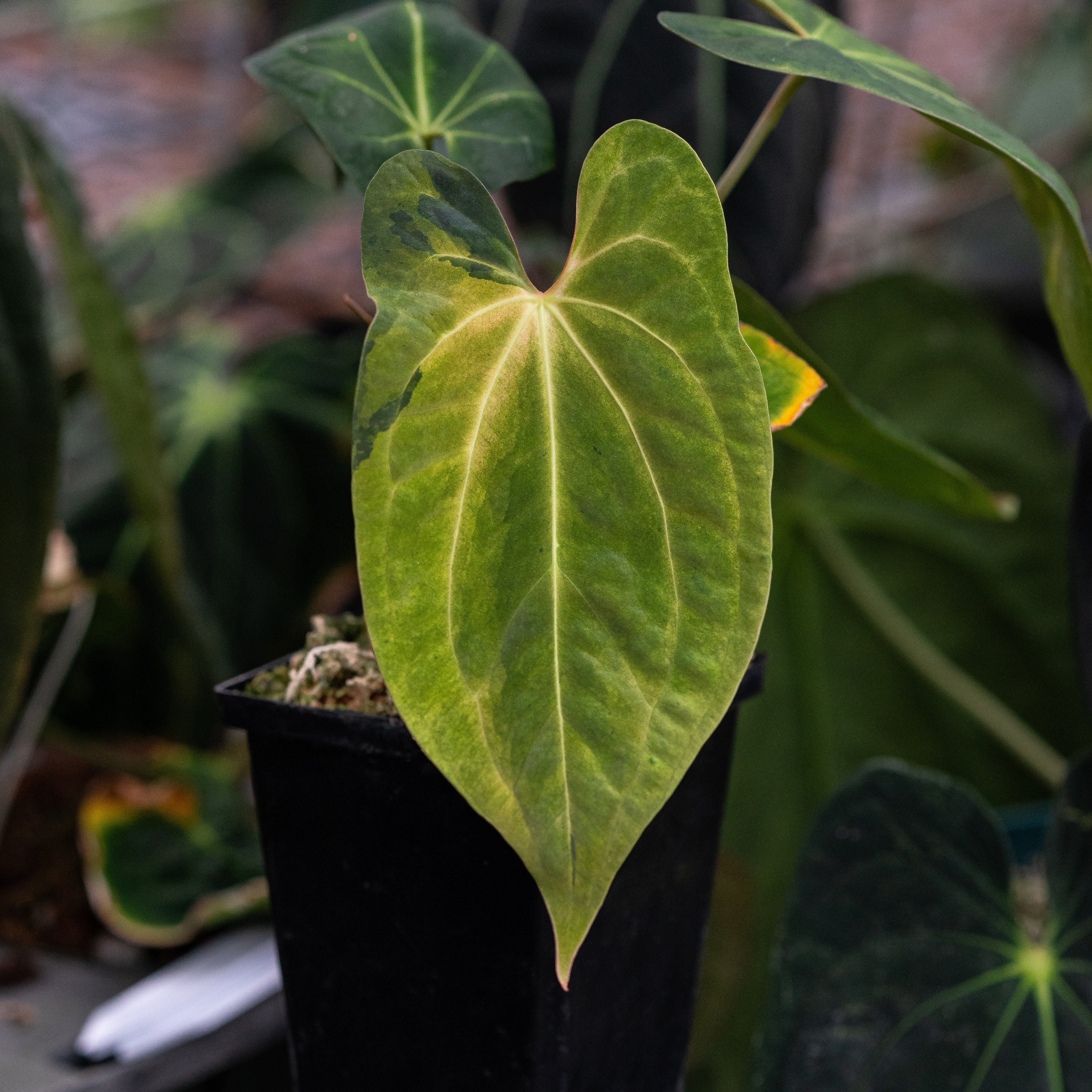 Exact Plants