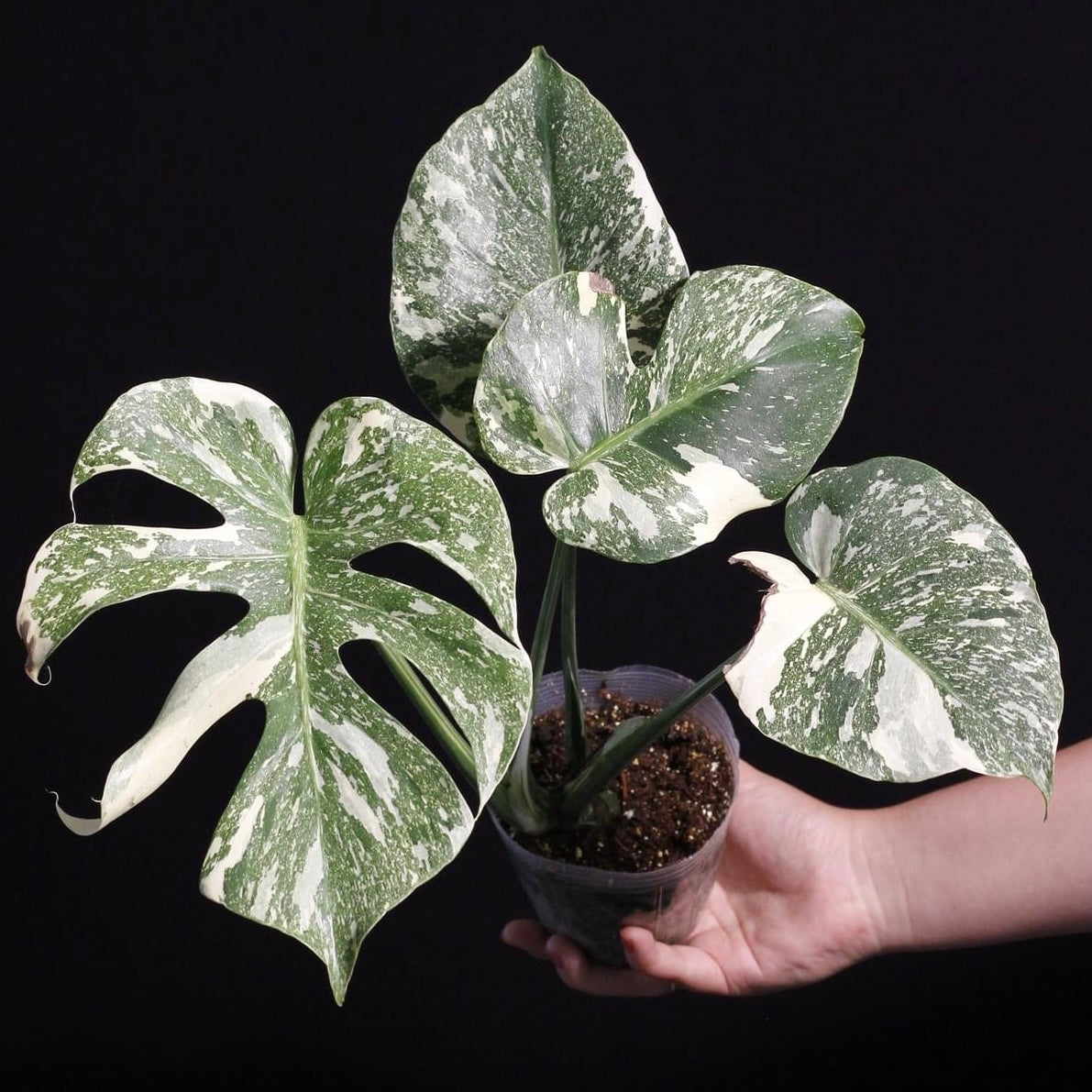 Monstera