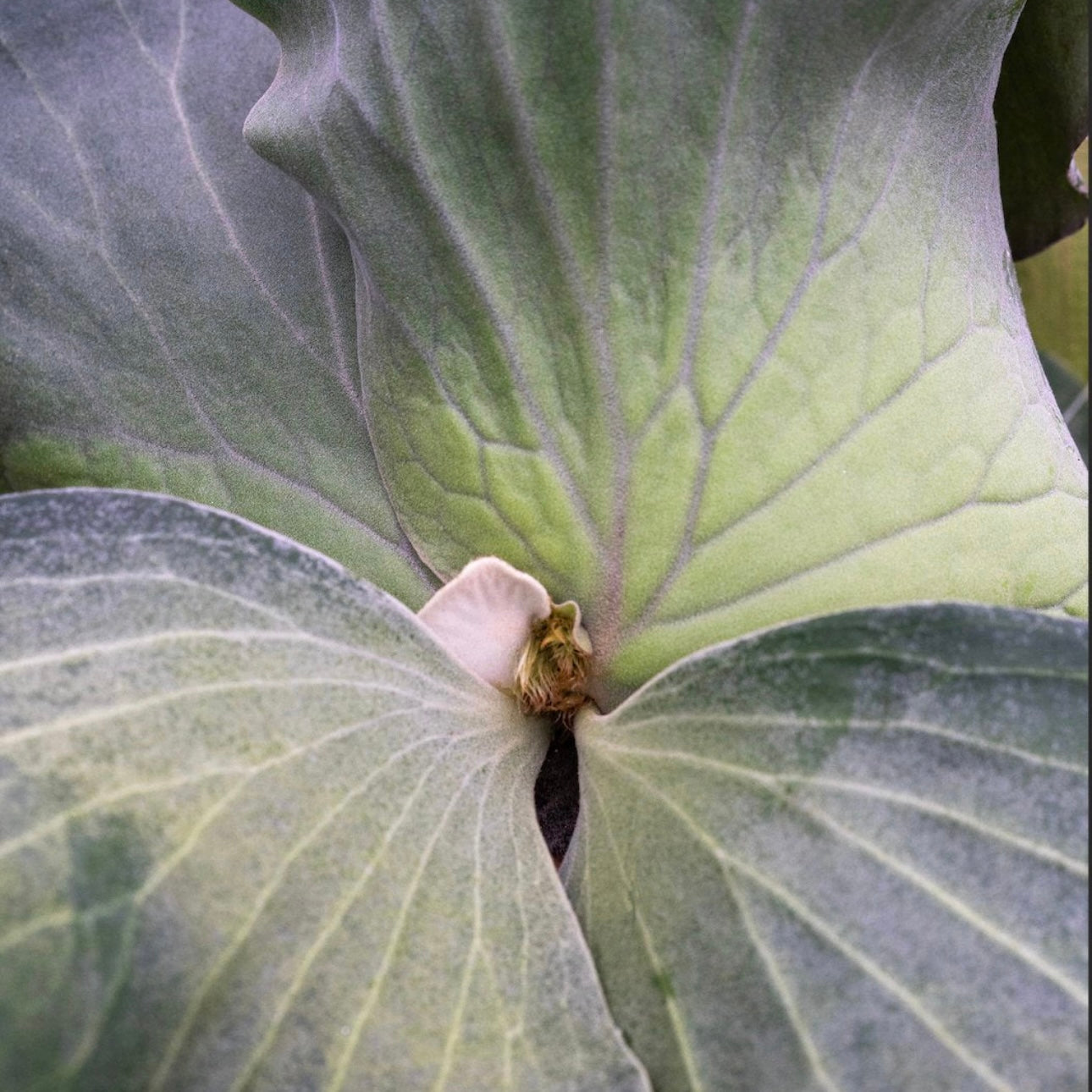 Platycerium