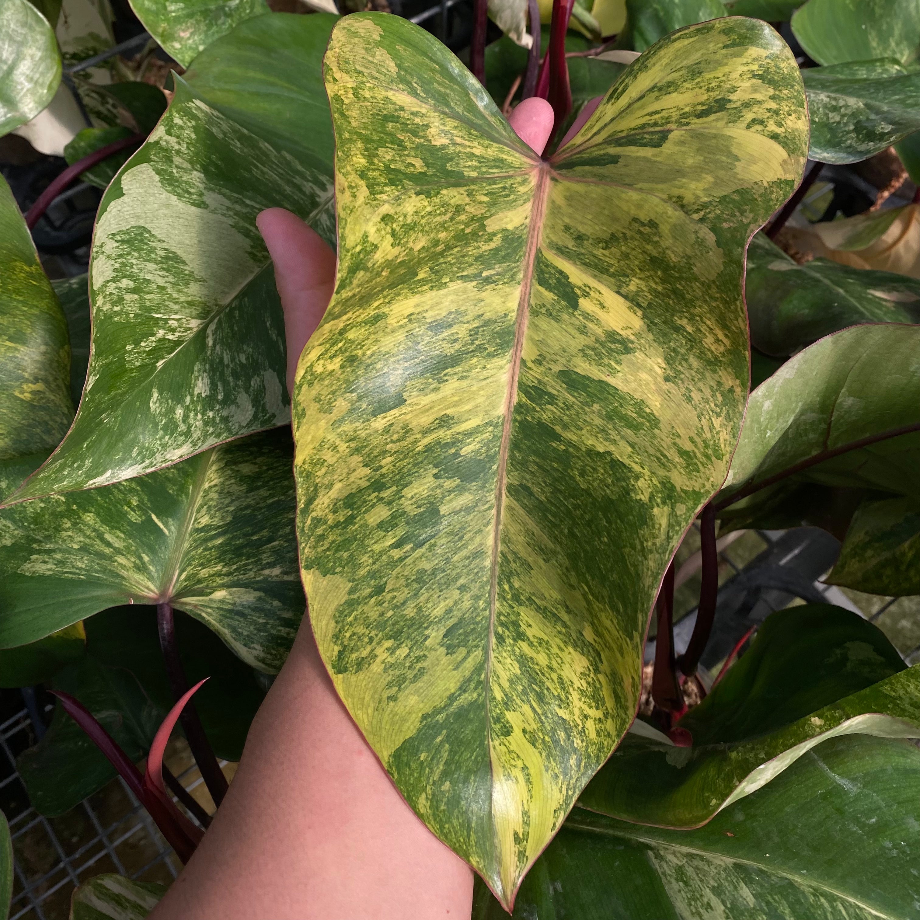 Philodendron