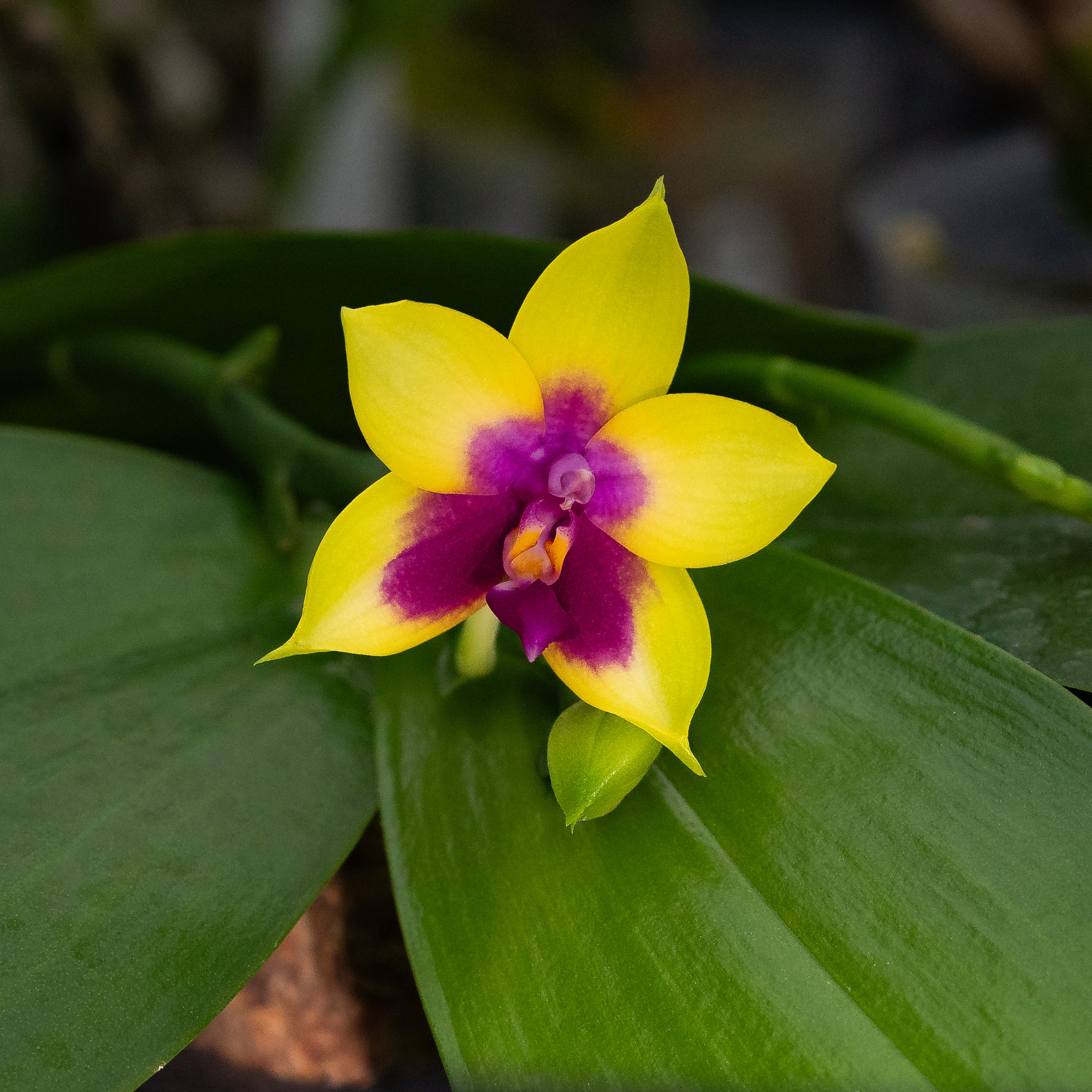 Orchid