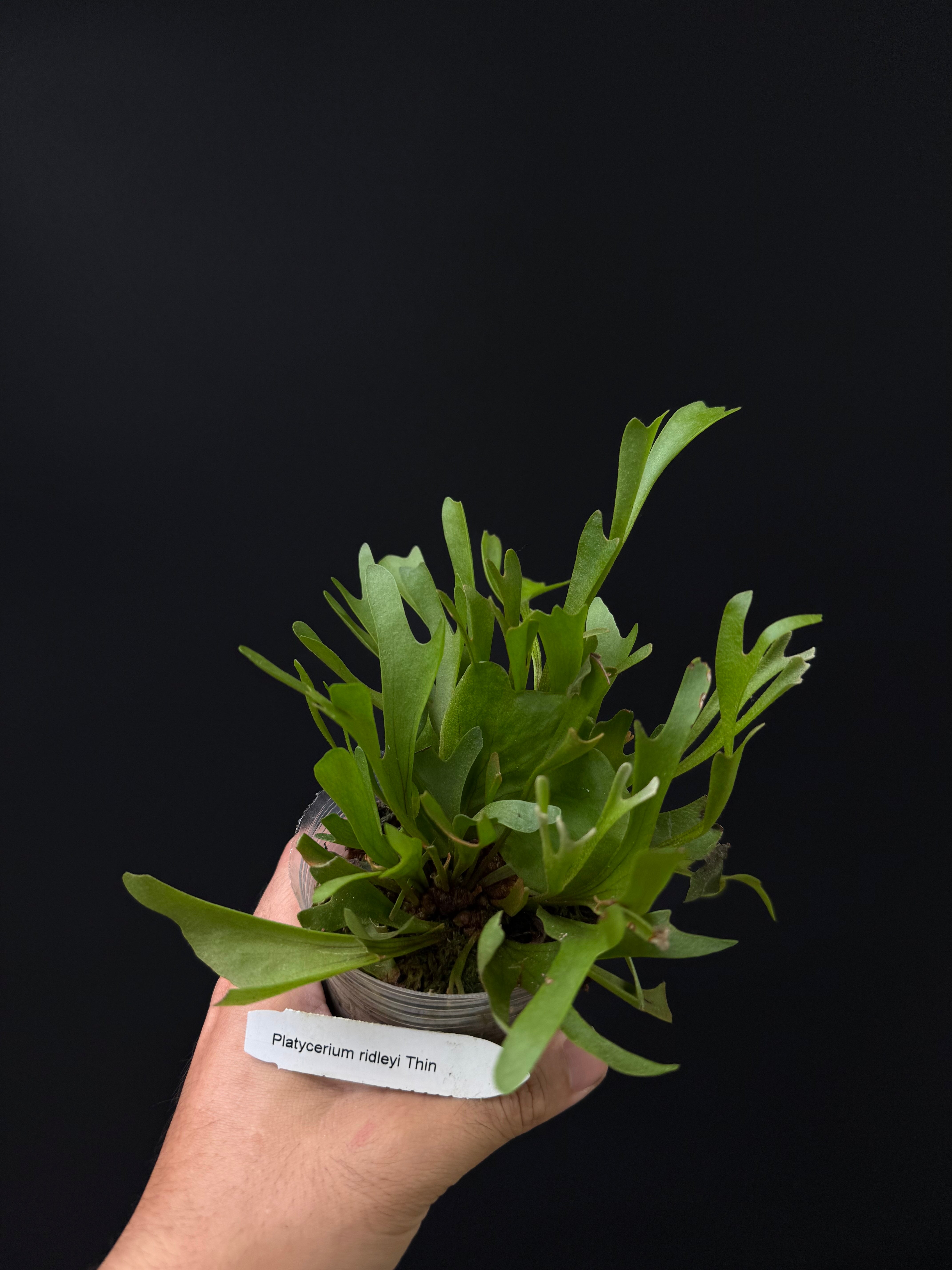 Platycerium ridleyi thin