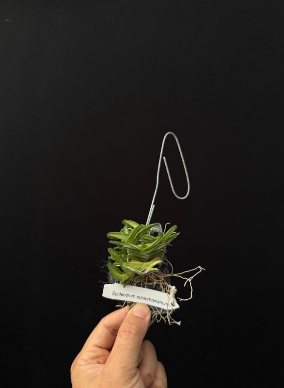 Epidendrum schlechterianum