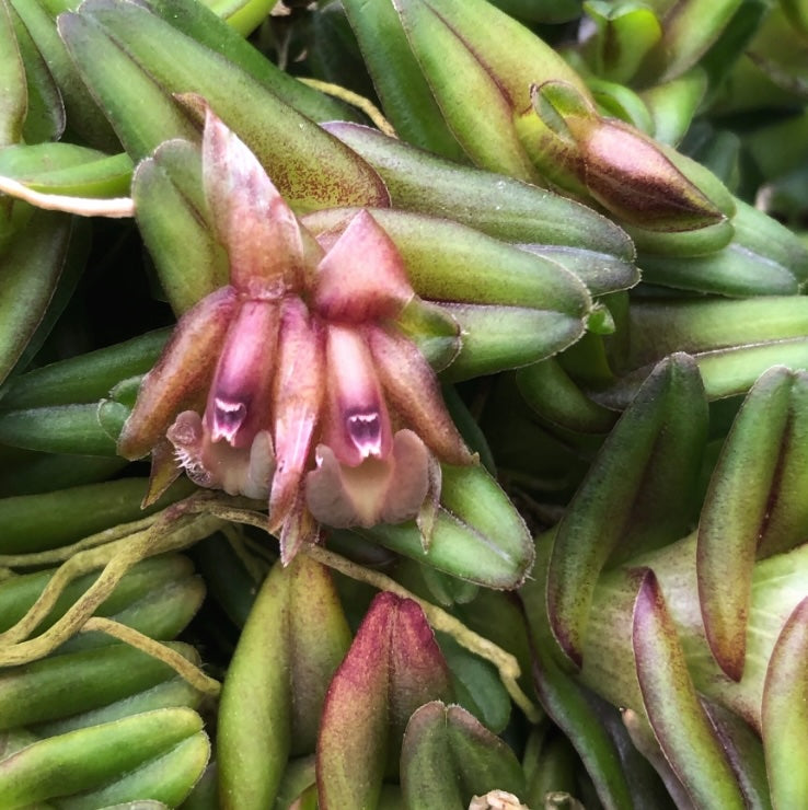Epidendrum schlechterianum