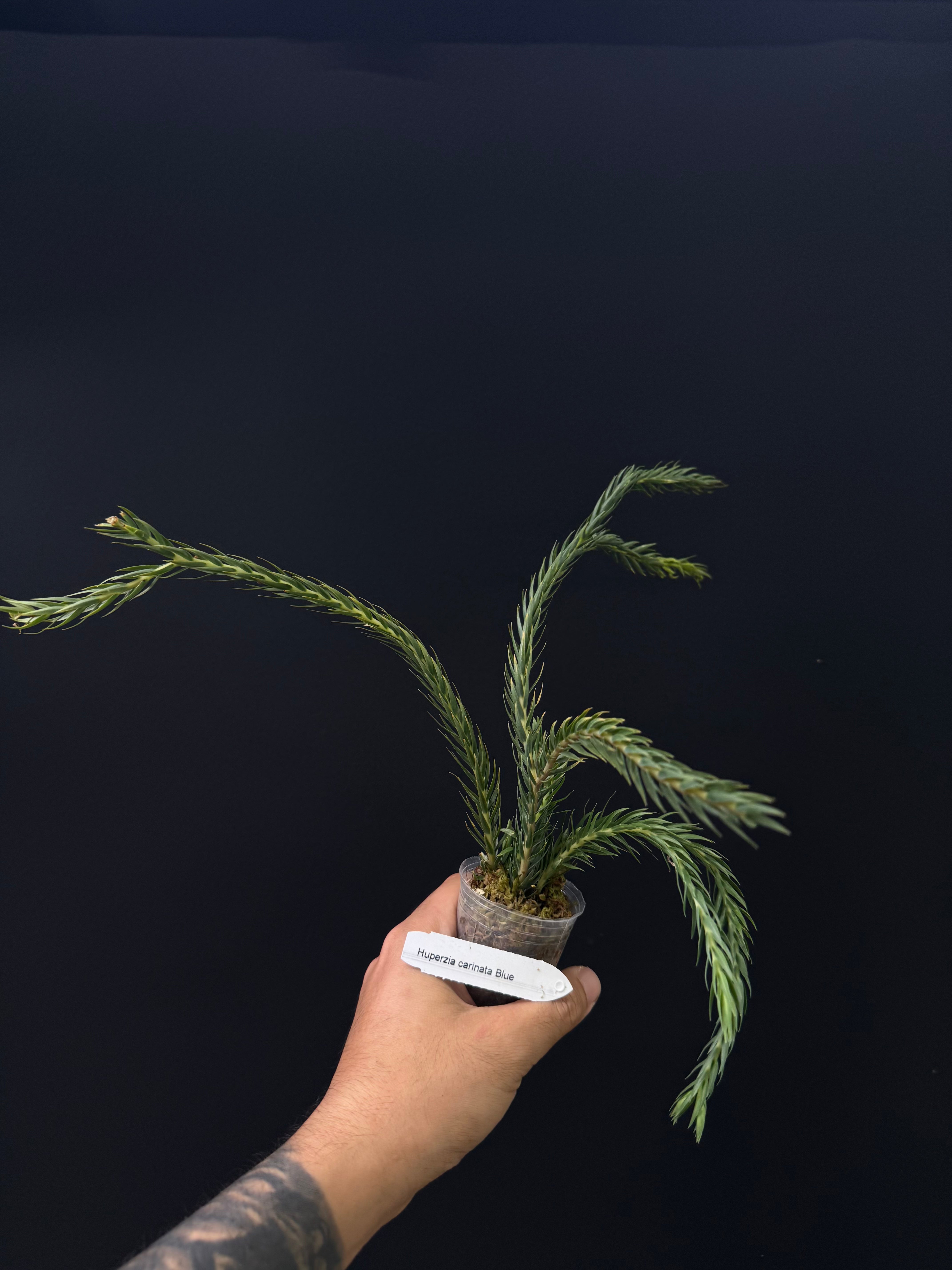Huperzia carinata Blue - Rare Tropical Clubmoss