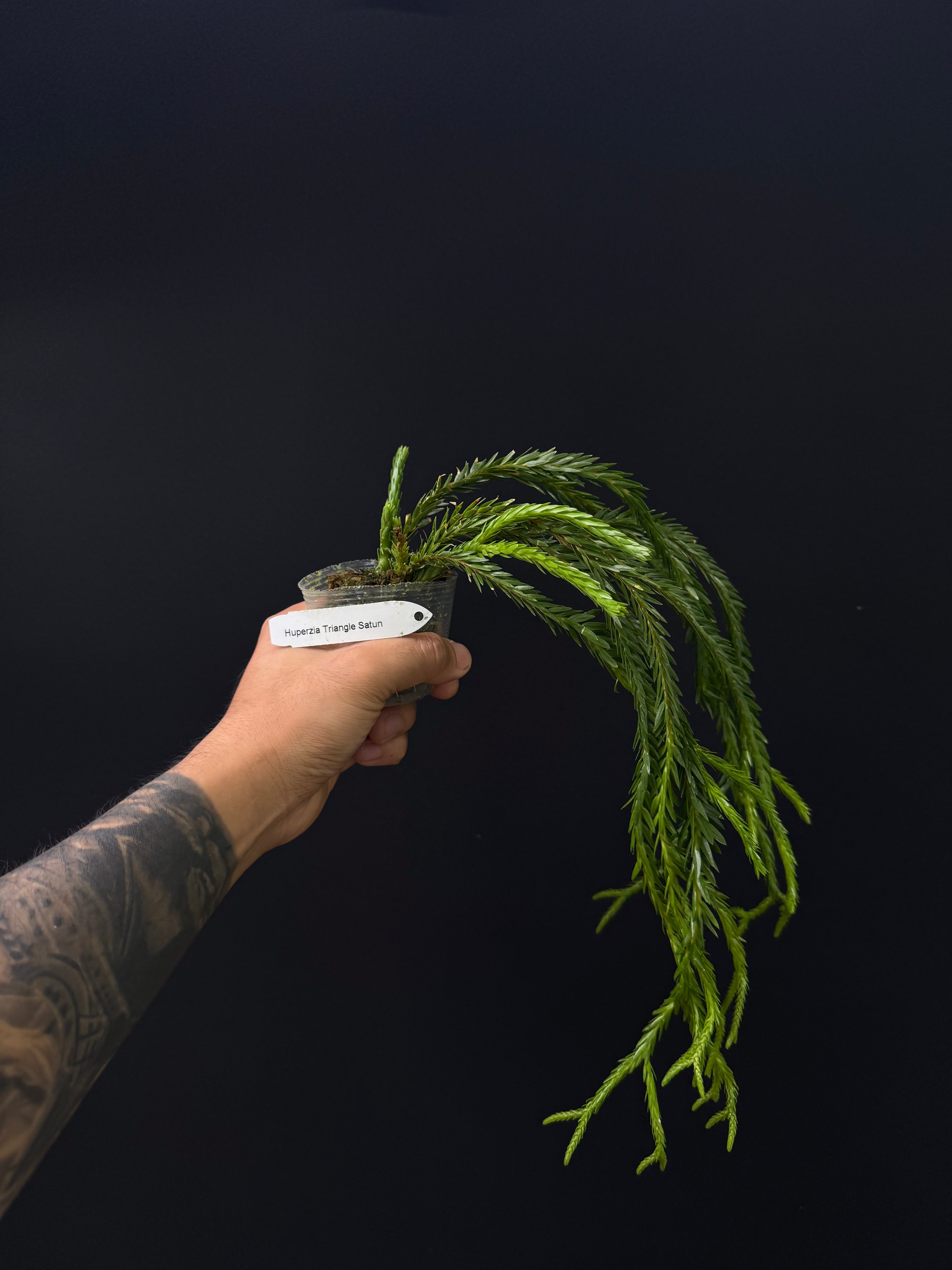 Huperzia Triangle Satun - Rare Tropical Clubmoss