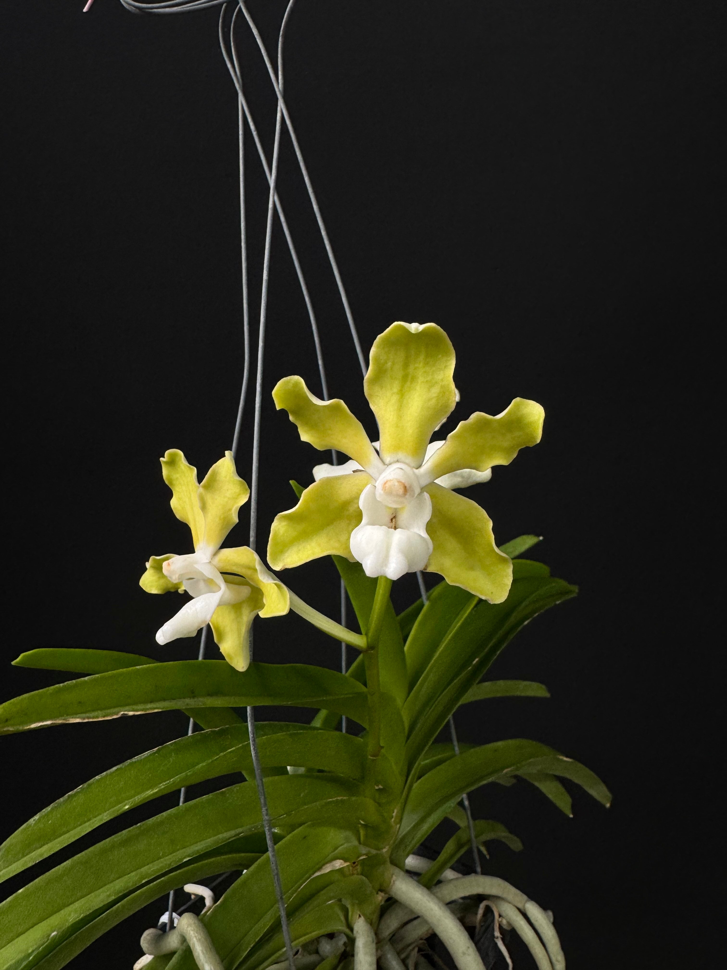 Vanda tessellata var. alba (Fragrant)