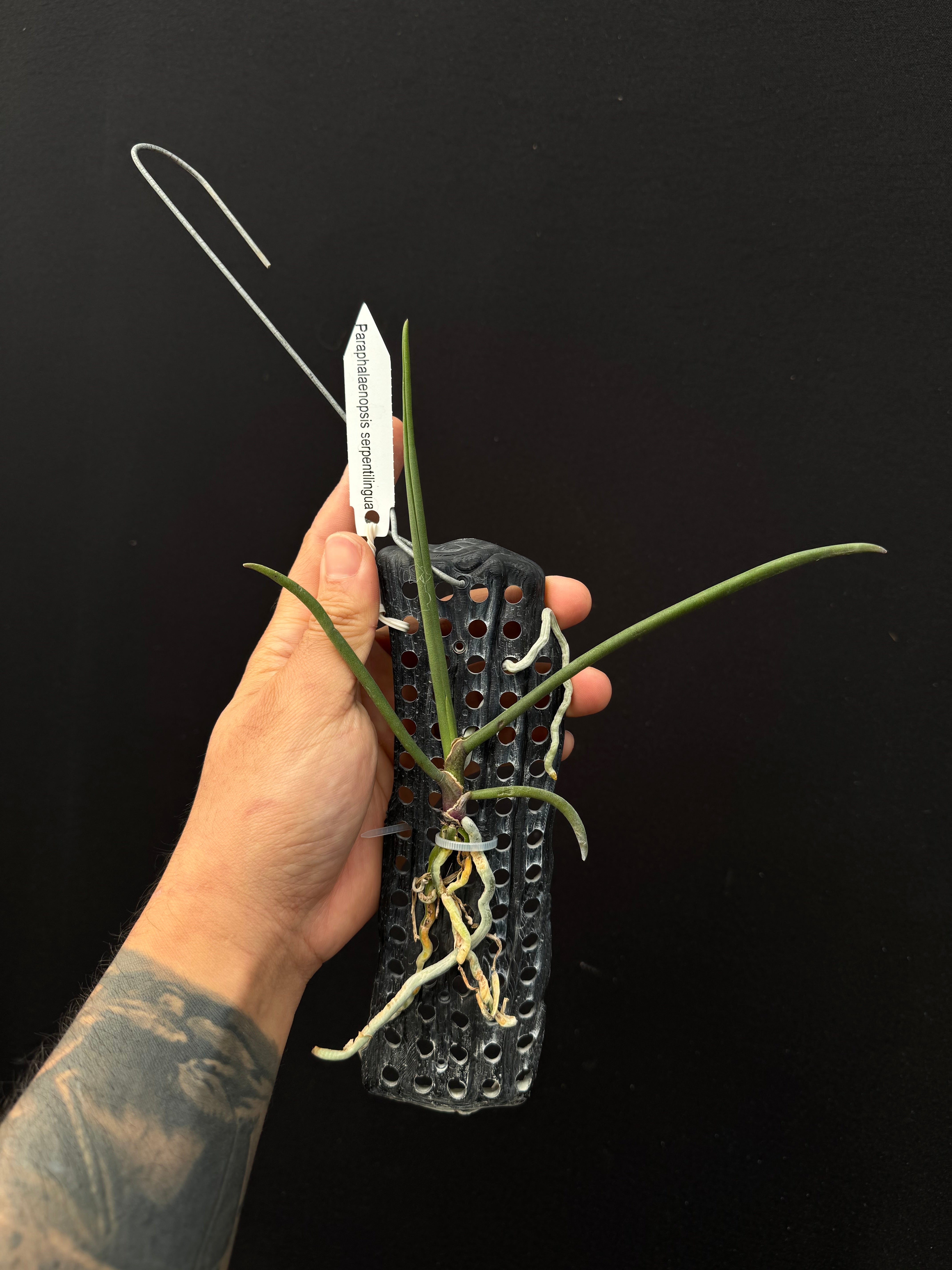 Paraphalaenopsis serpentilingua