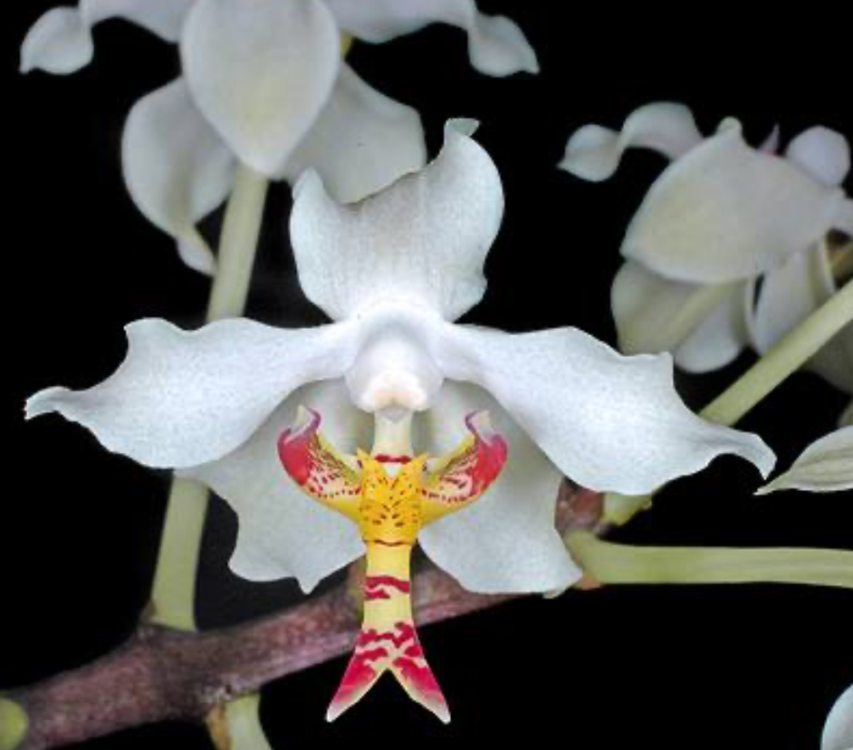 Paraphalaenopsis serpentilingua