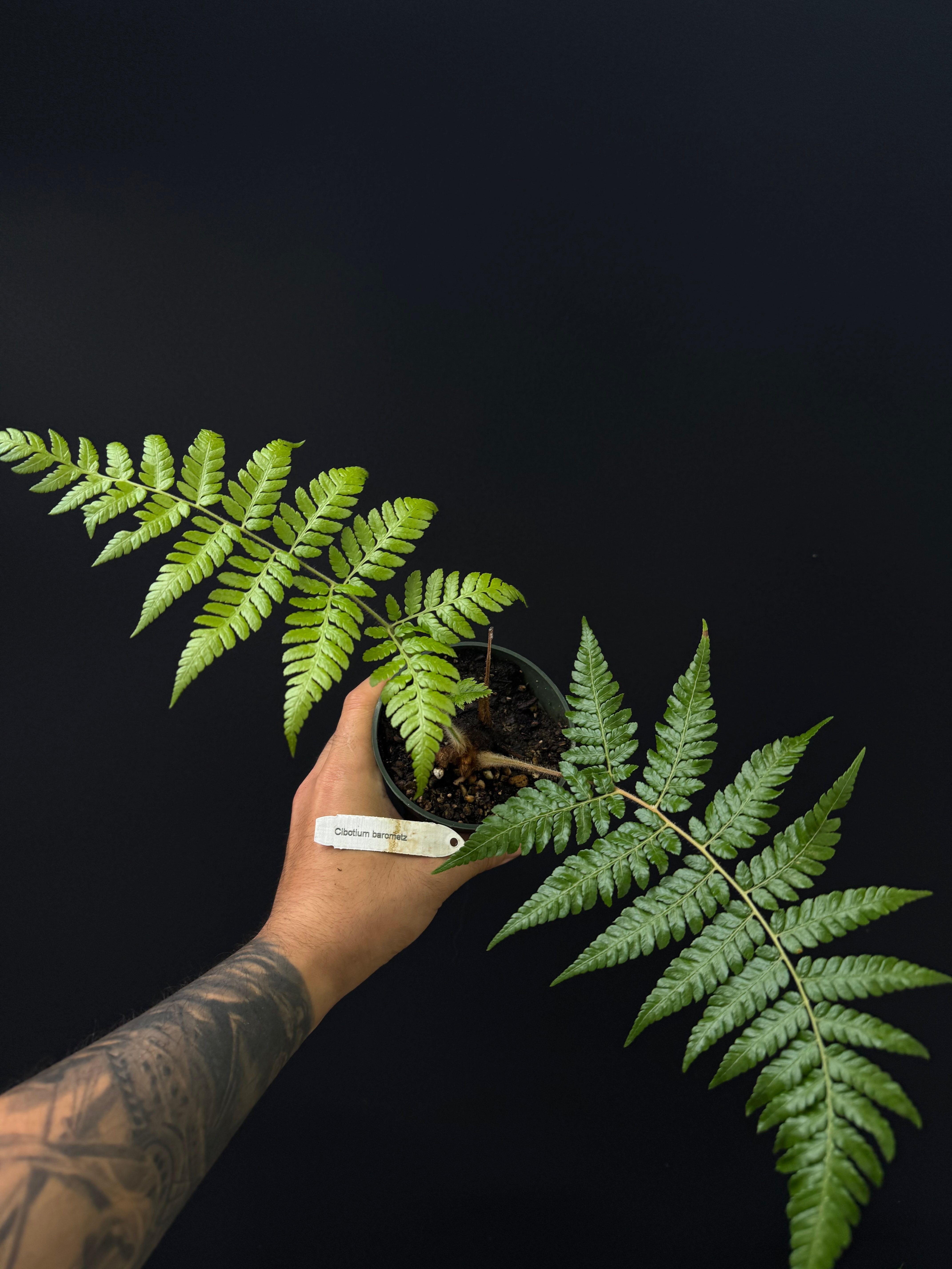 Cibotium barometz - Golden Chicken Fern - Miniature tree fern