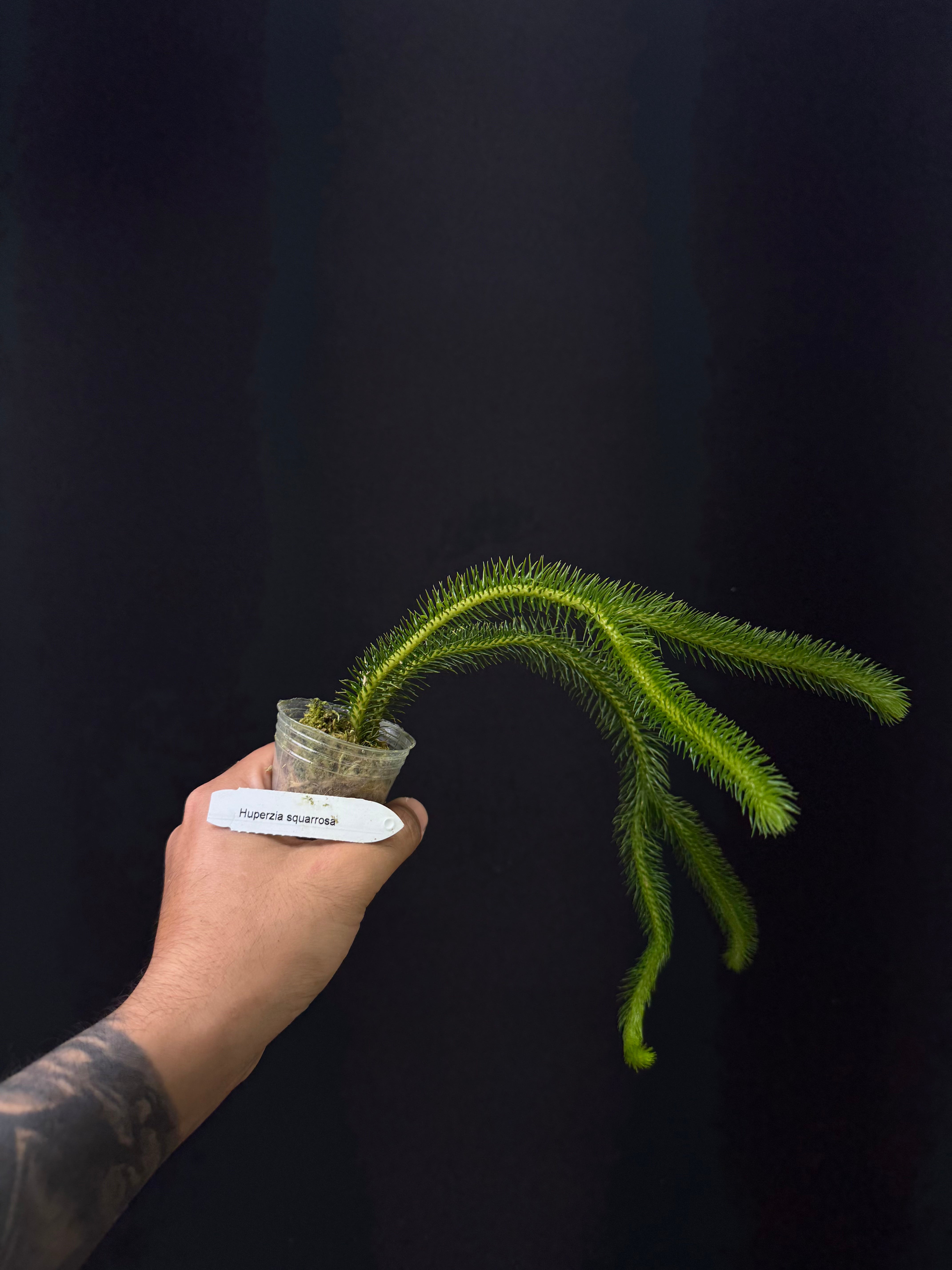 Huperzia squarrosa