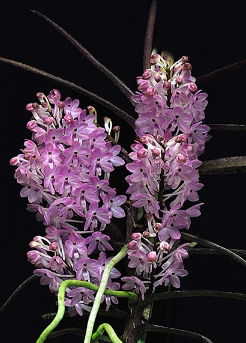 Vanda christensoniana