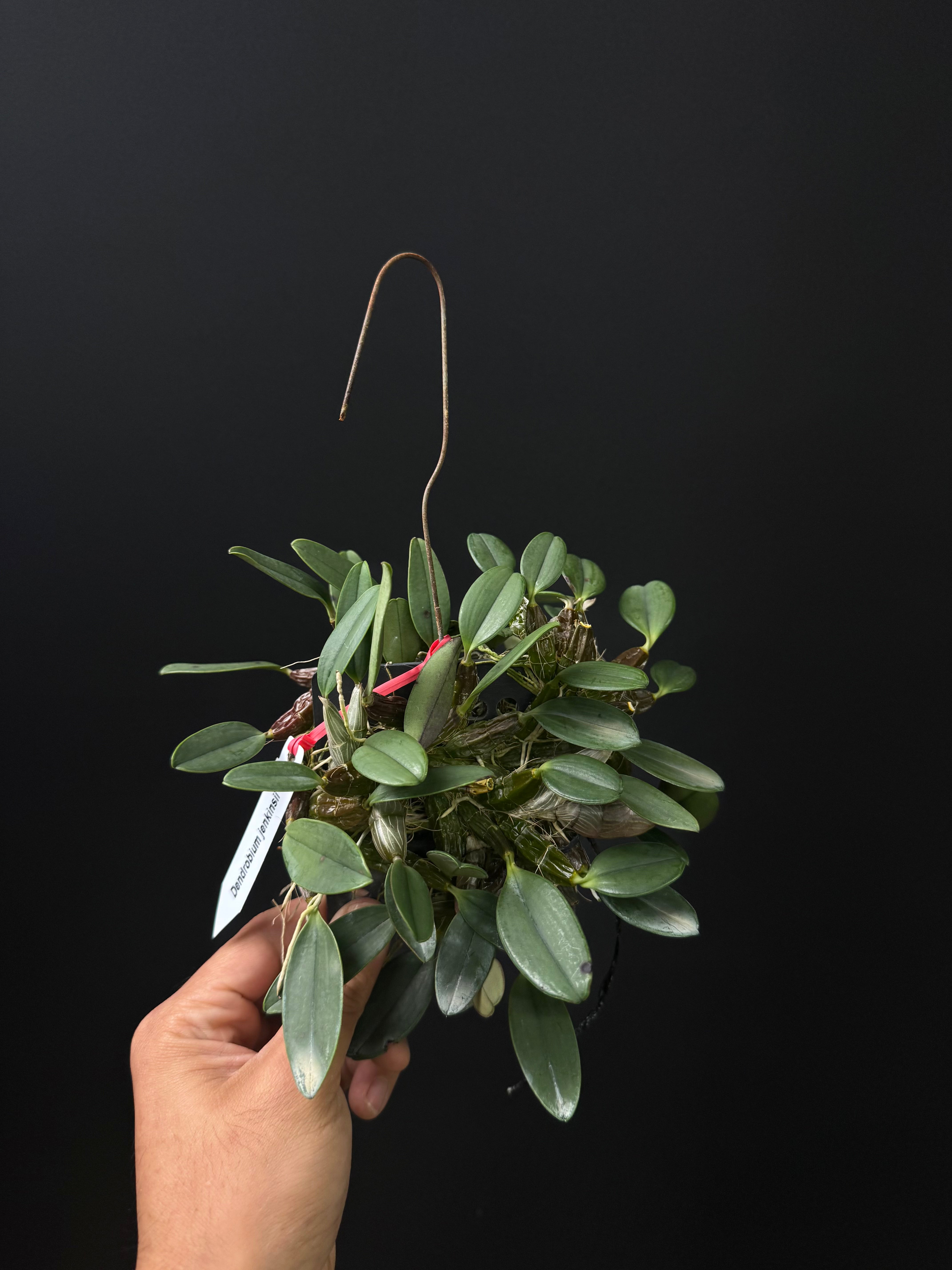 Dendrobium jenkinsii
