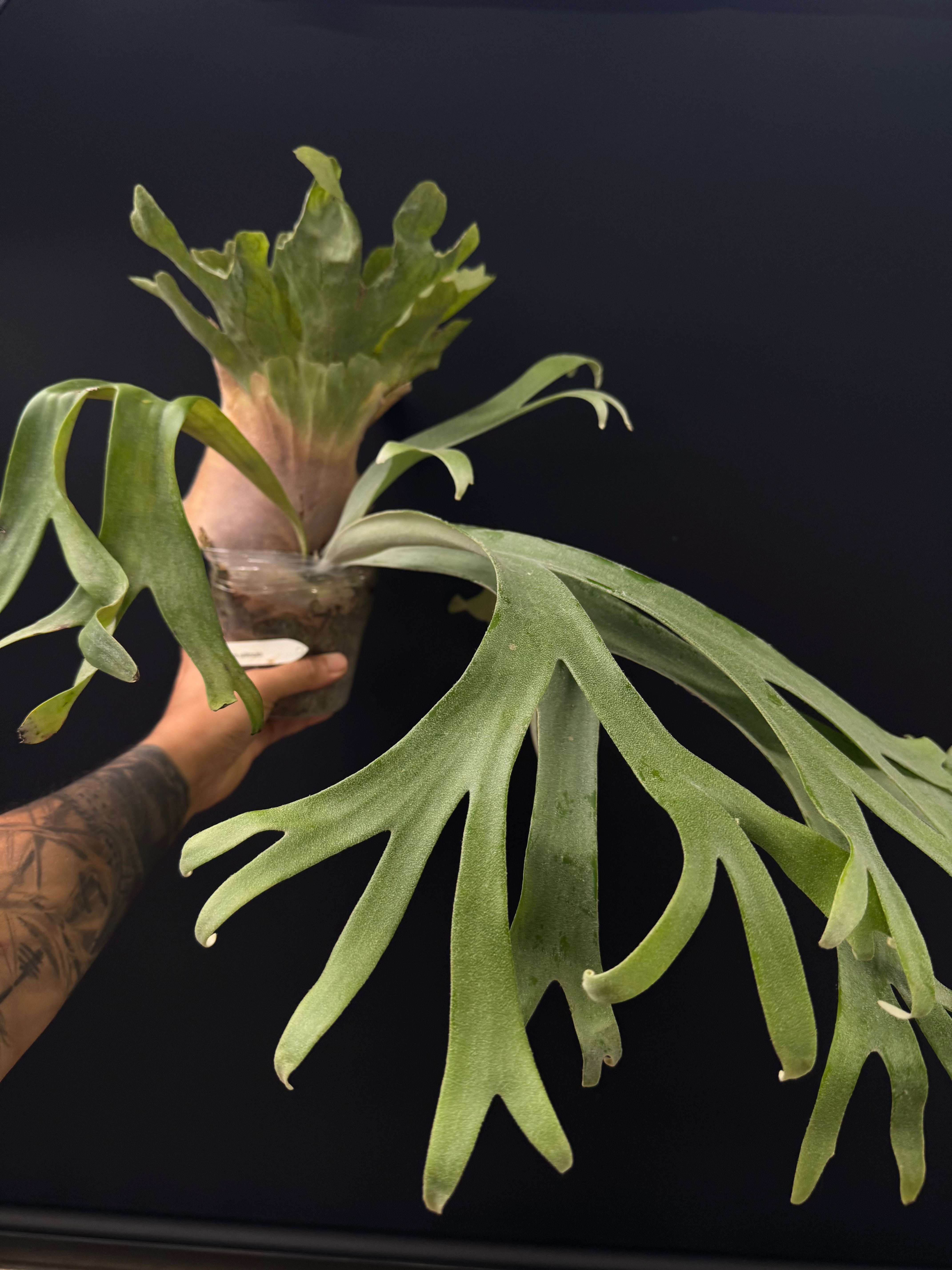 Platycerium willinckii
