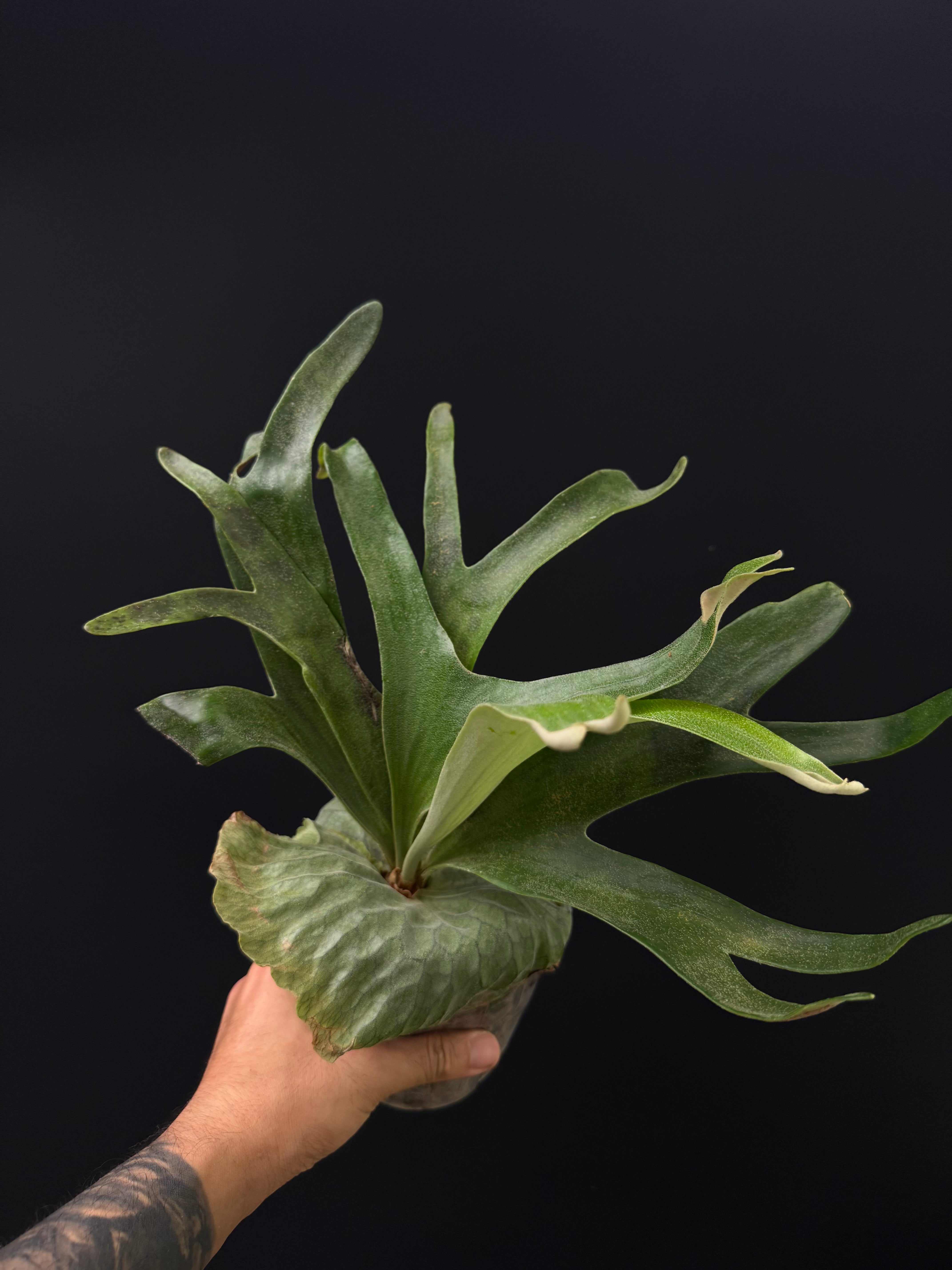 Platycerium alcicorne x madagascariense