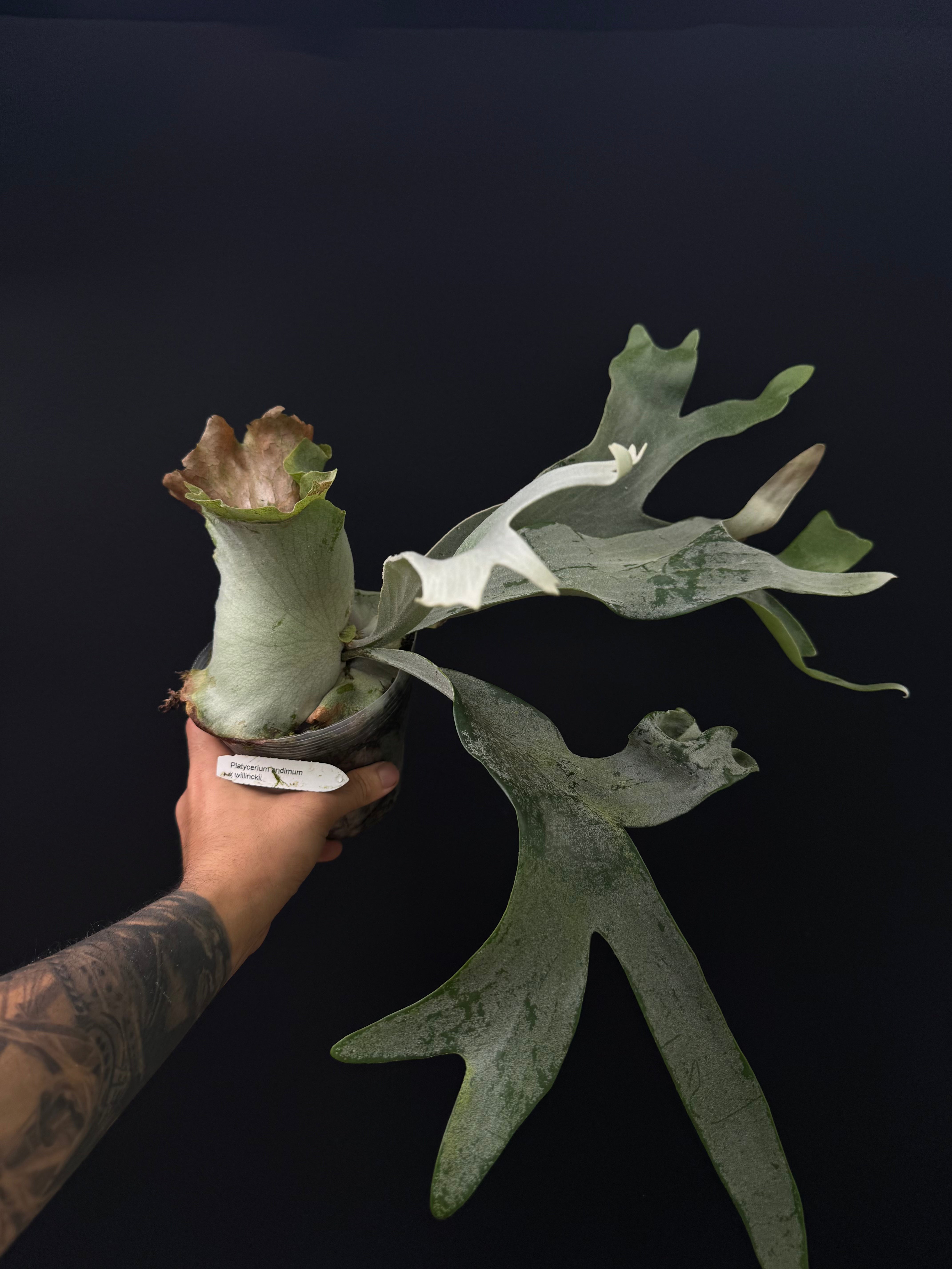 Platycerium andinum x willinckii