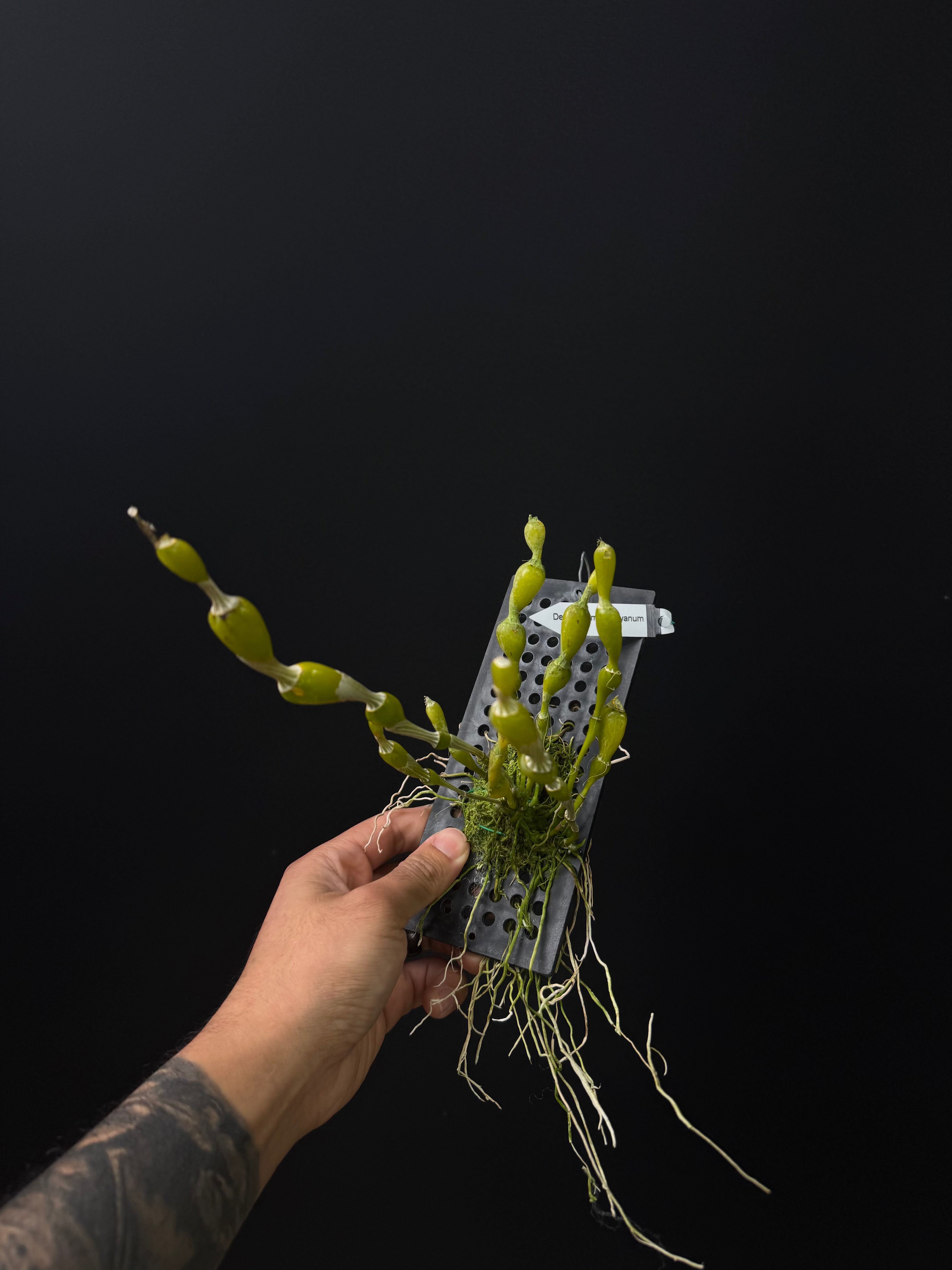 Dendrobium findlayanum