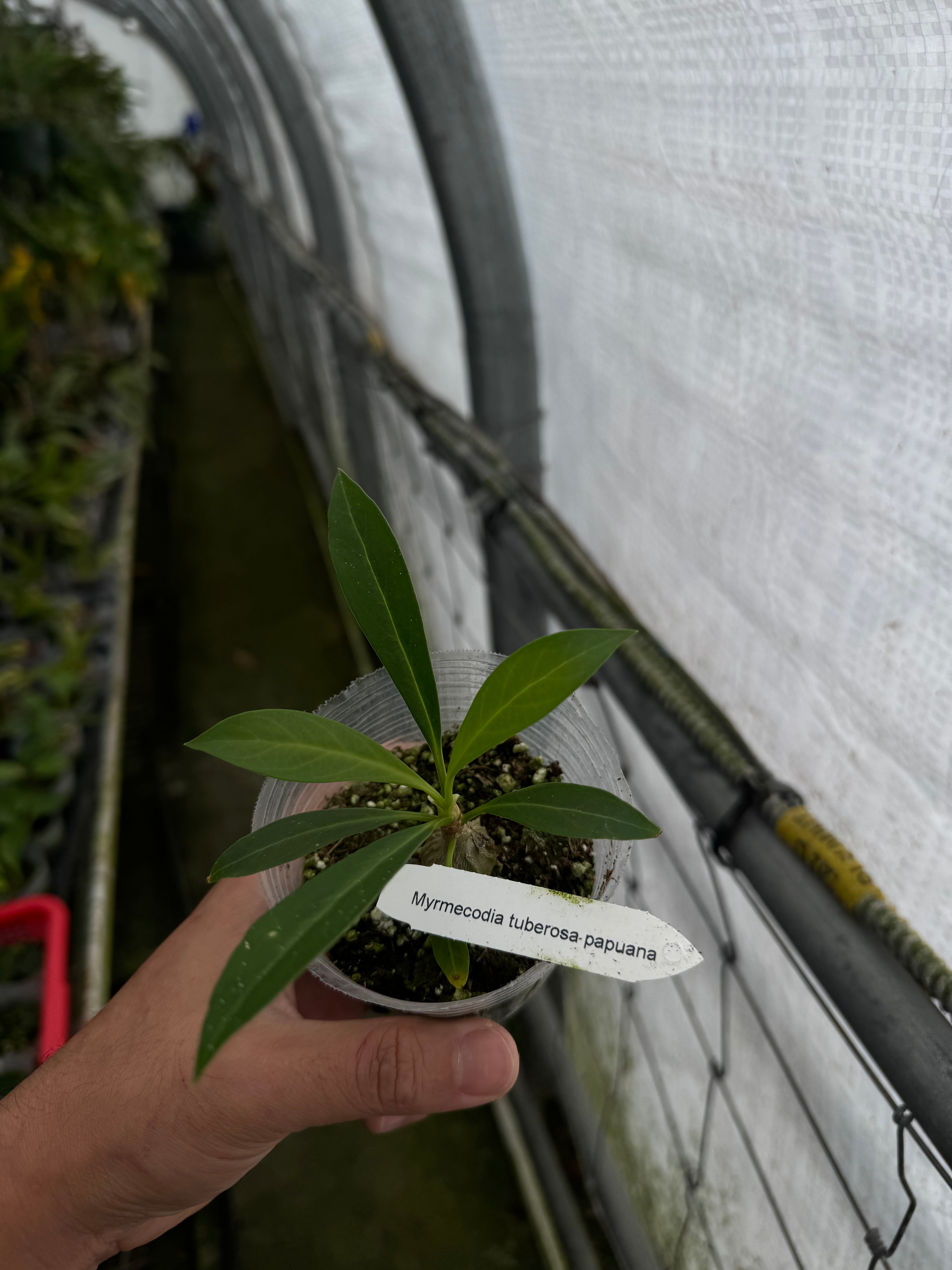 Myrmecodia tuberosa Papua (seed grown)
