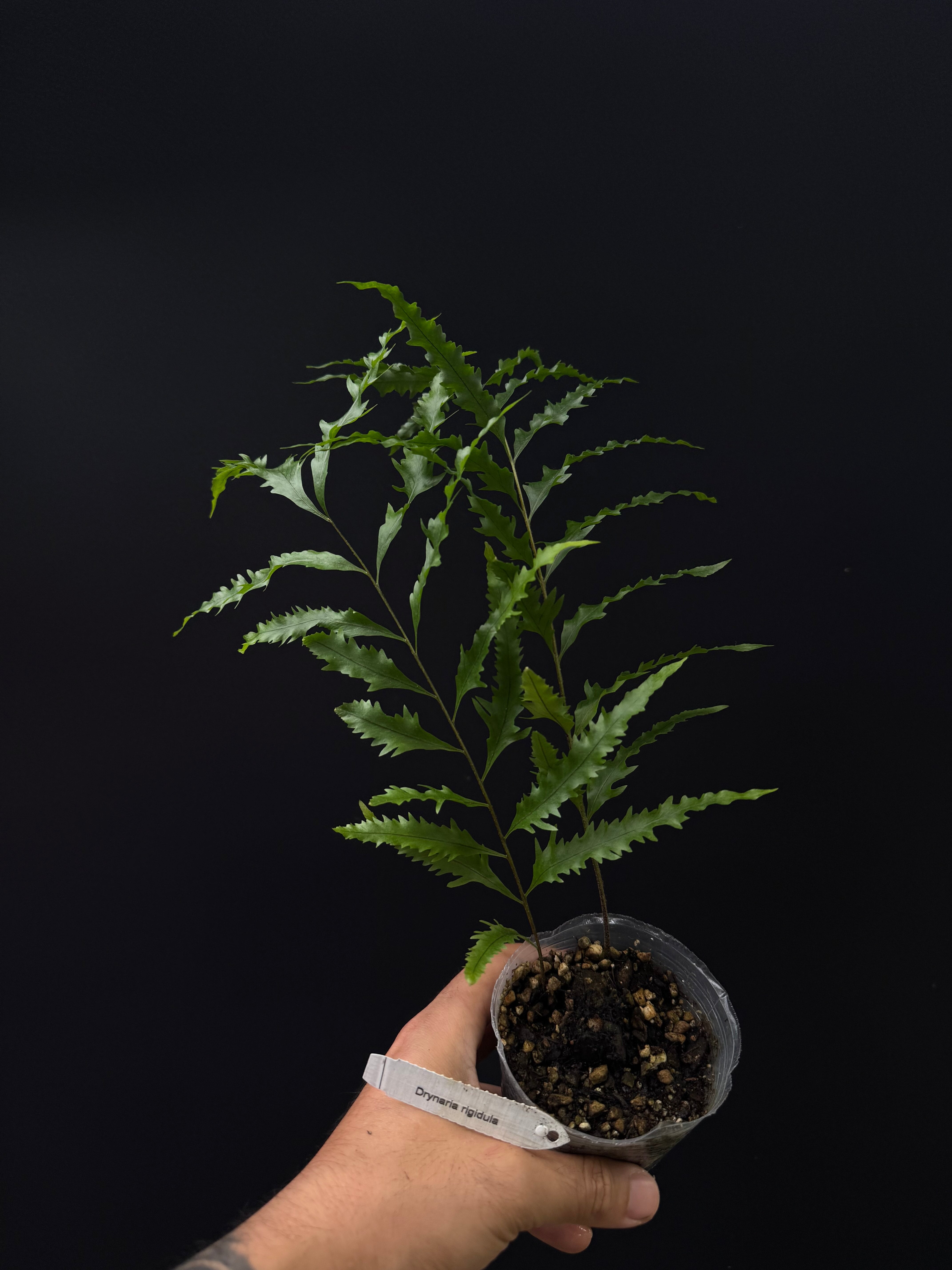 Drynaria rigidula