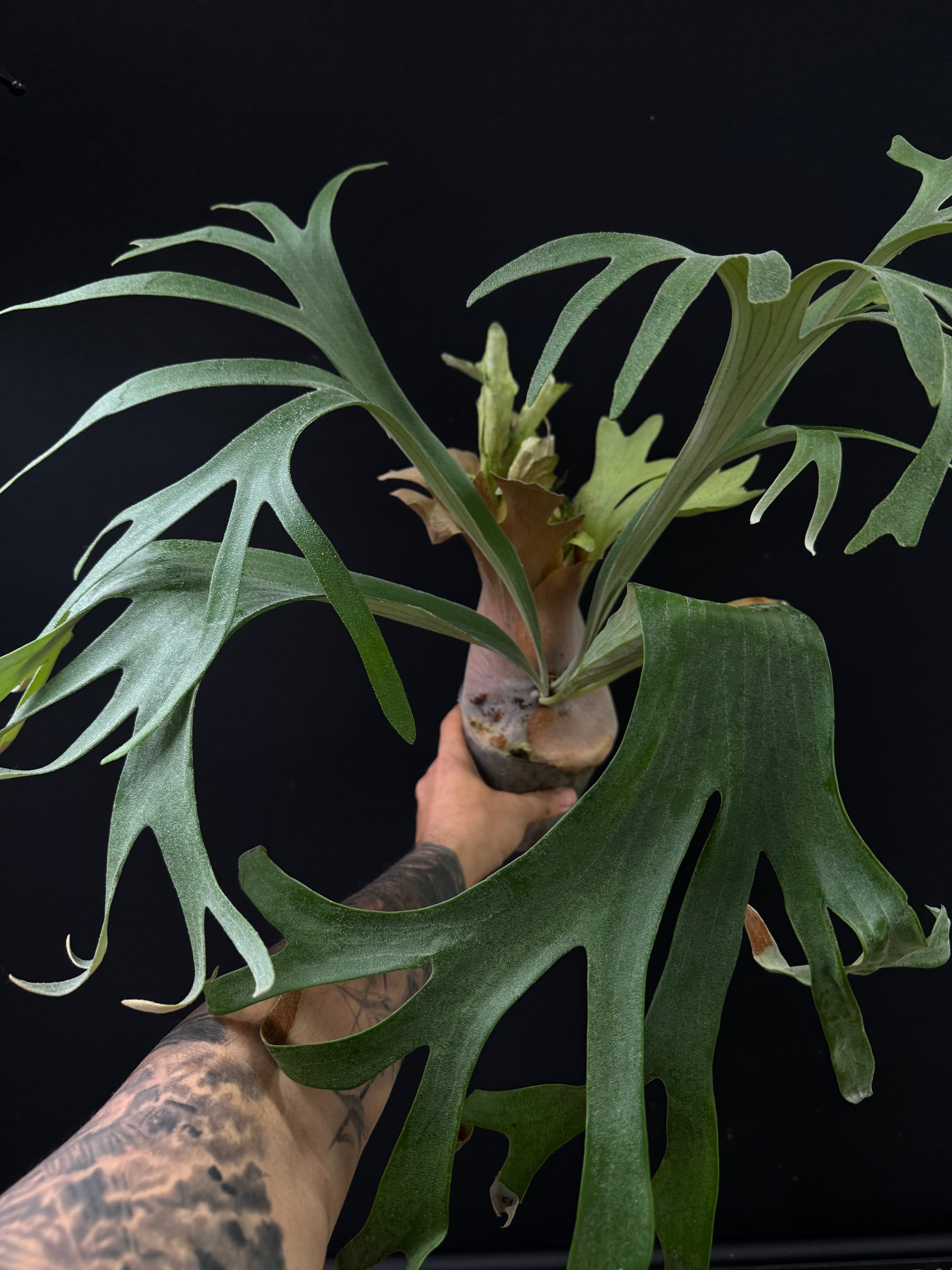 Platycerium SS Foong