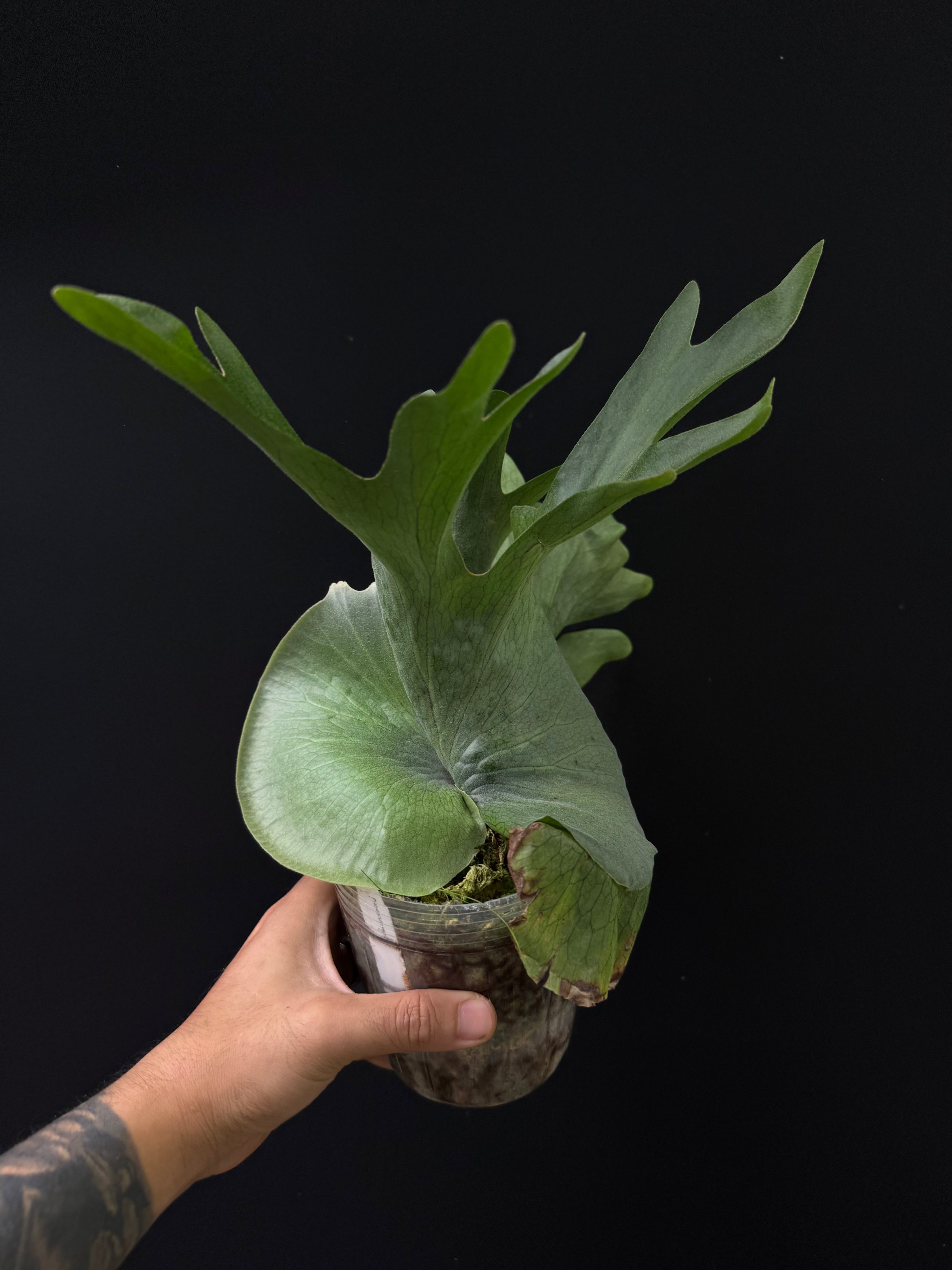 Platycerium wandae