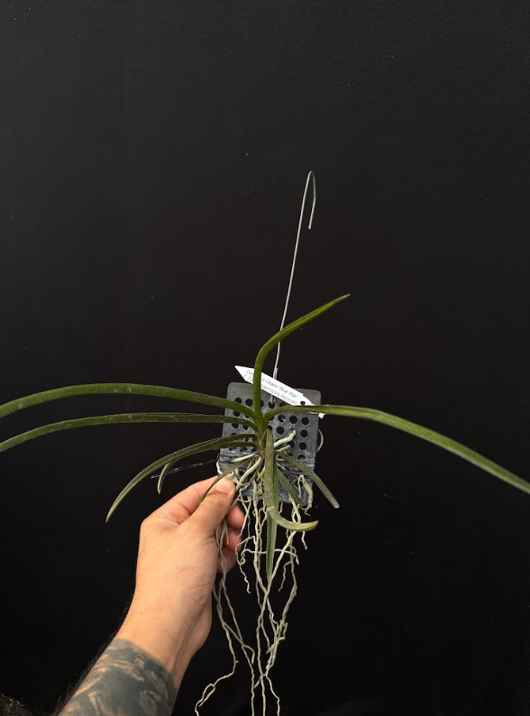 Darwiana Charm 'Blue Star' x Paraphal. laycockii