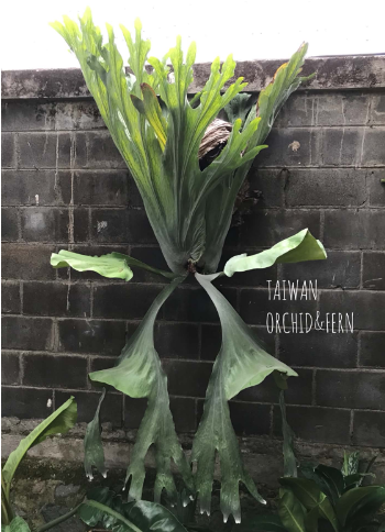Platycerium wandae