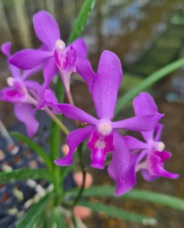 Darwiana Charm 'Blue Star' x Paraphal. laycockii