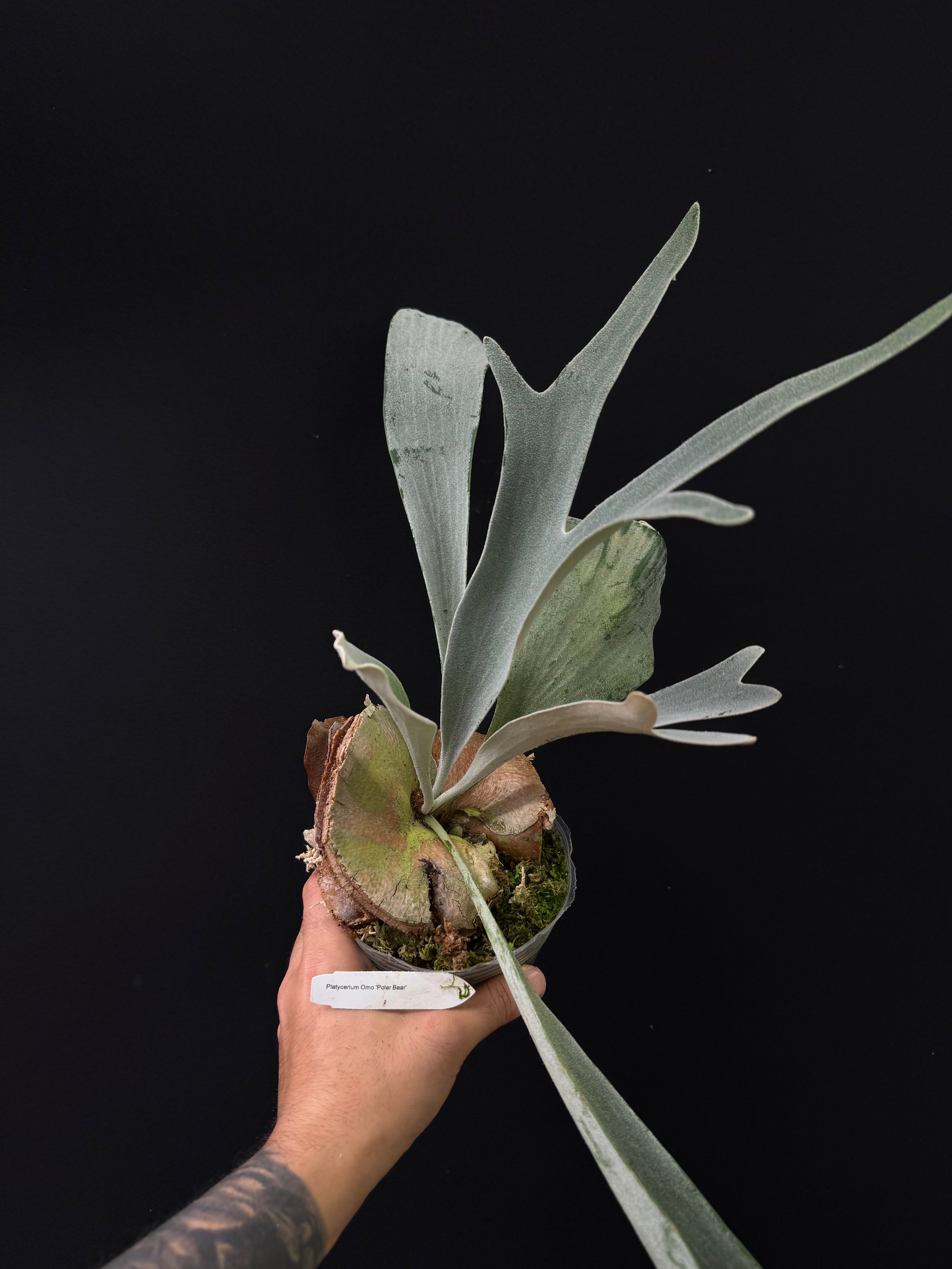 Platycerium Omo 'Polar Bear'
