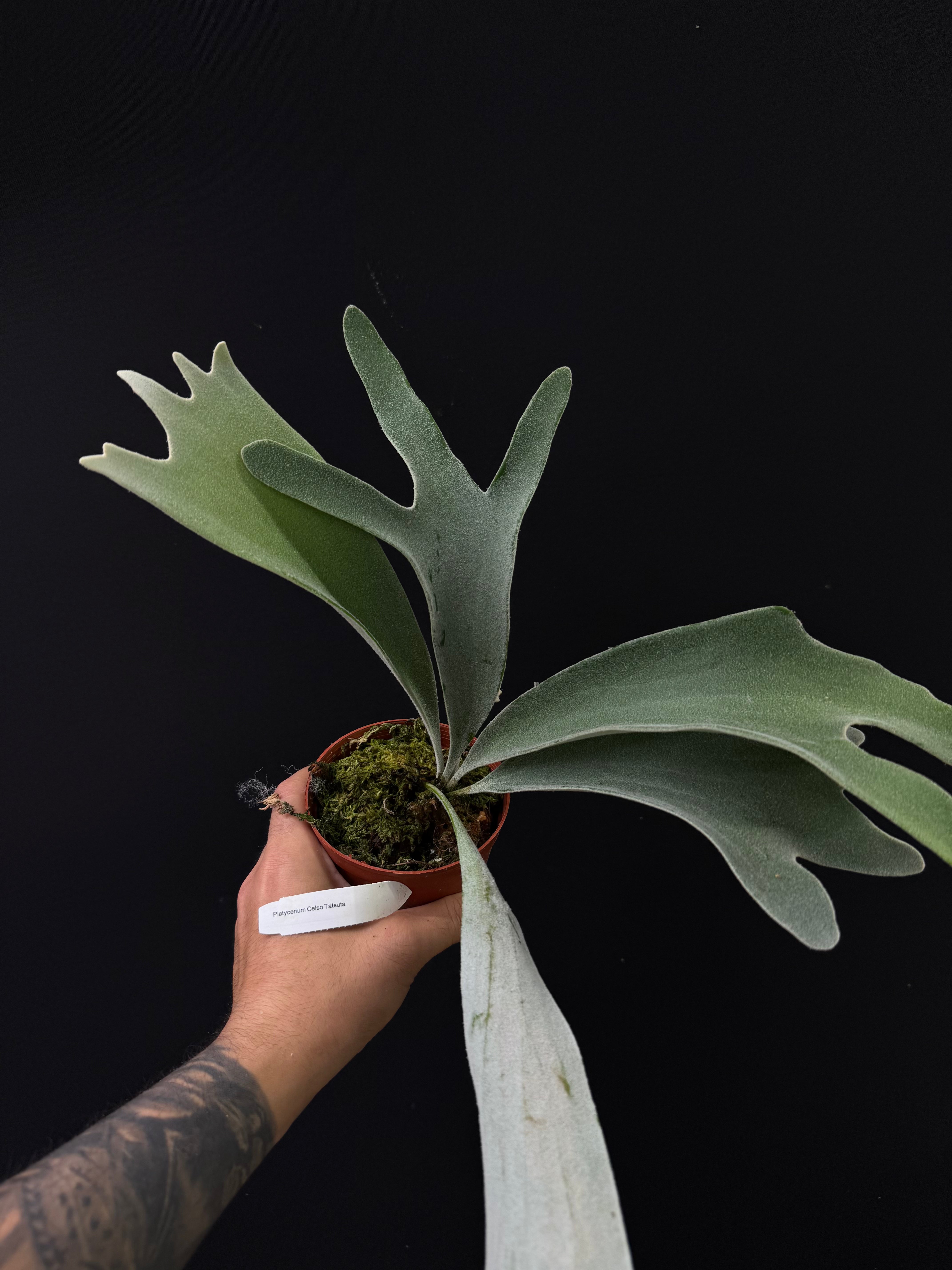 Platycerium Celso Tatsuta