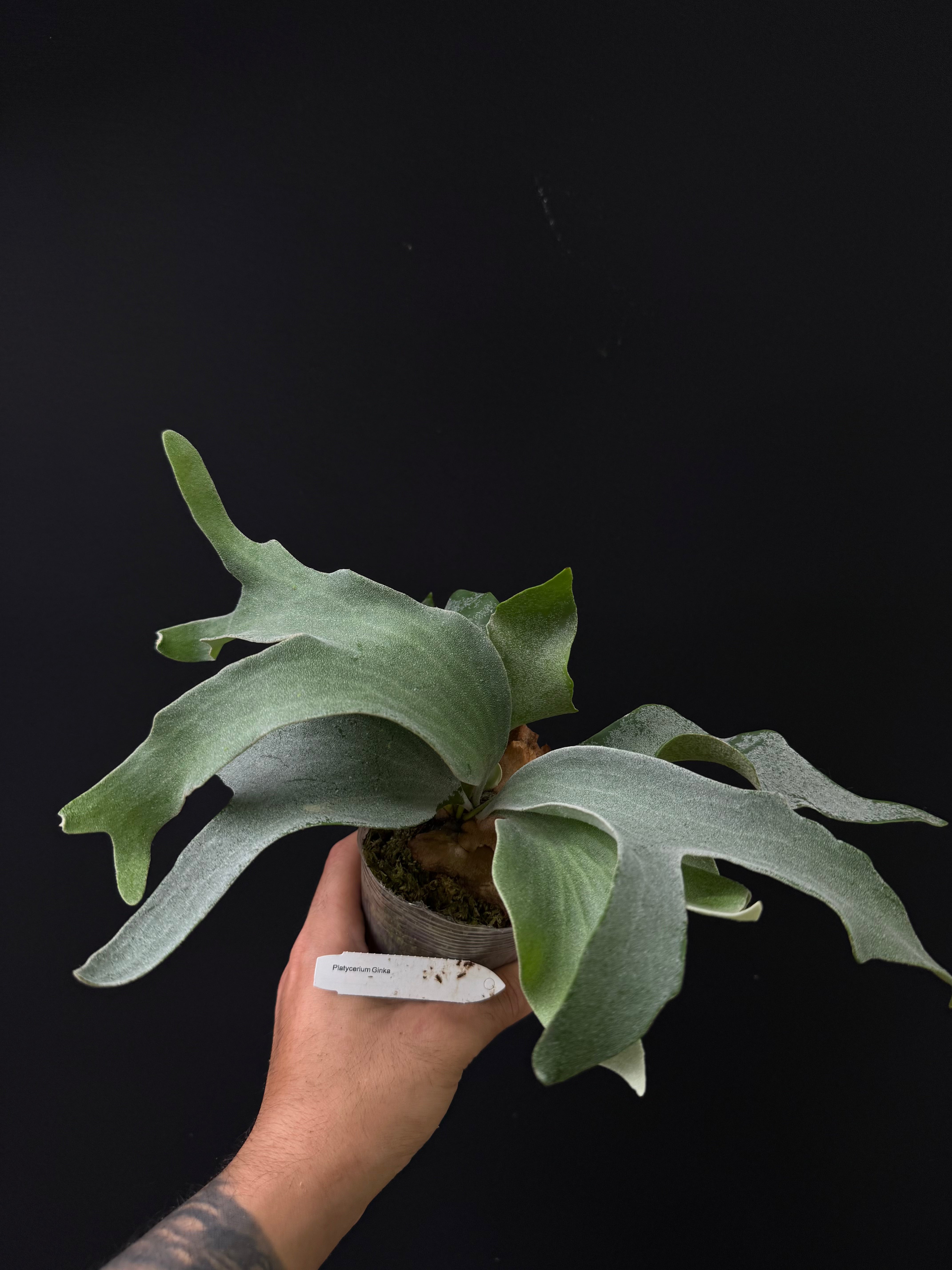 Platycerium Ginka