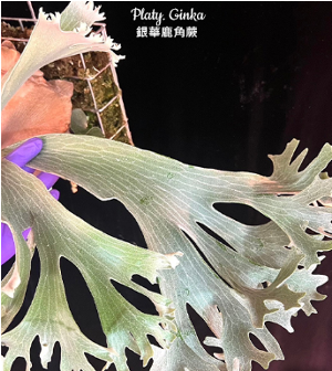 Platycerium Ginka