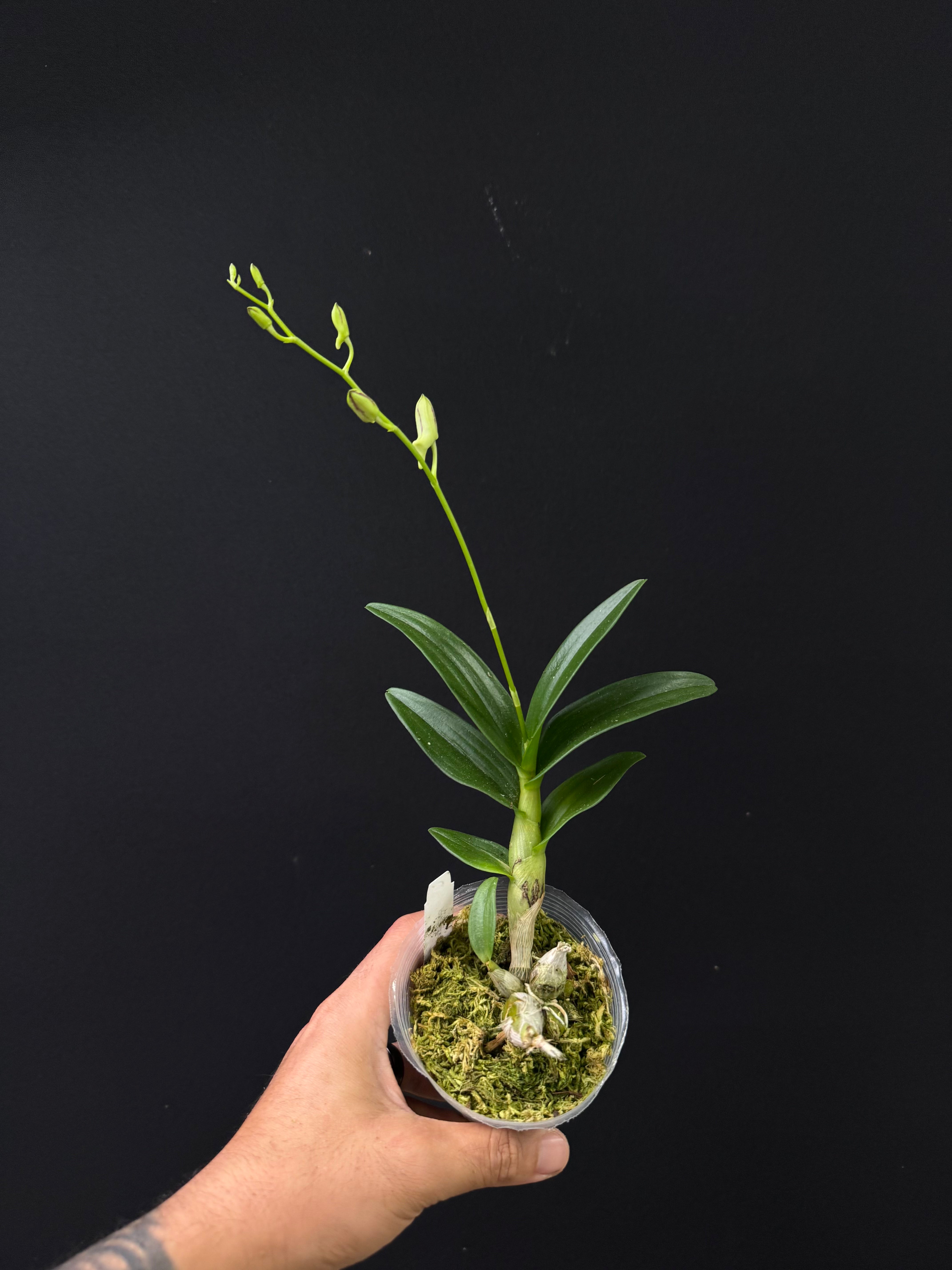 Dendrobium Enobi