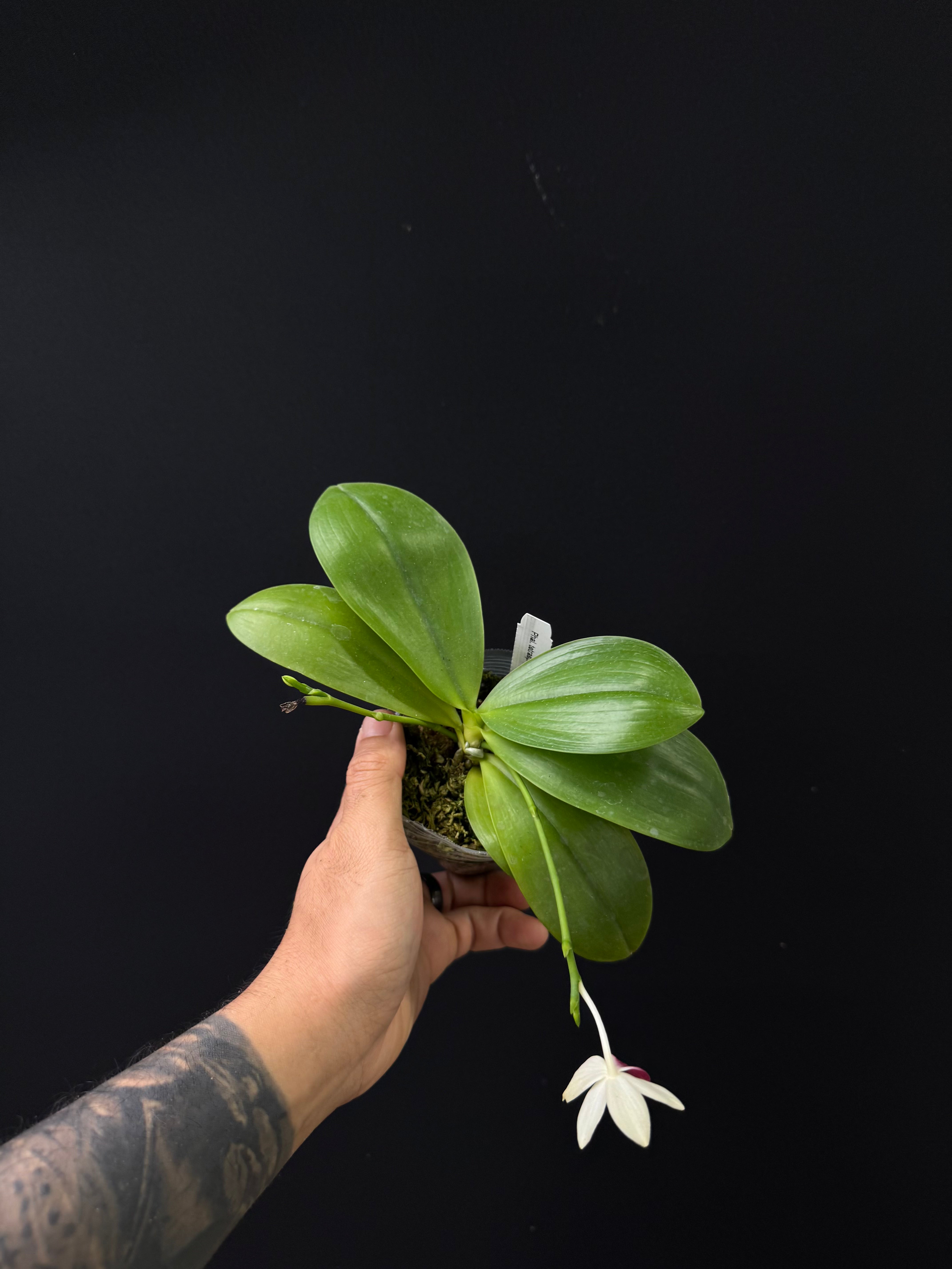 Phalaenopsis tetraspis 'C1'