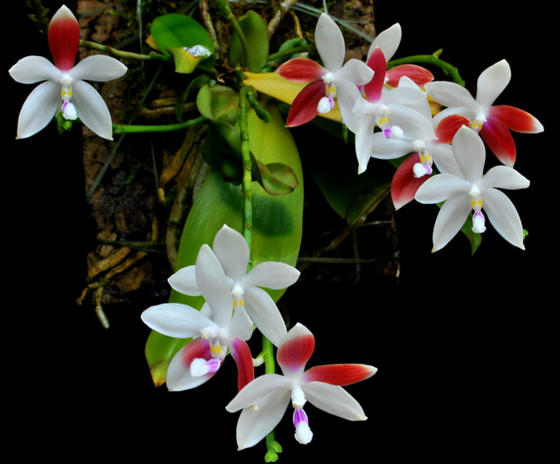 Phalaenopsis tetraspis 'C1'