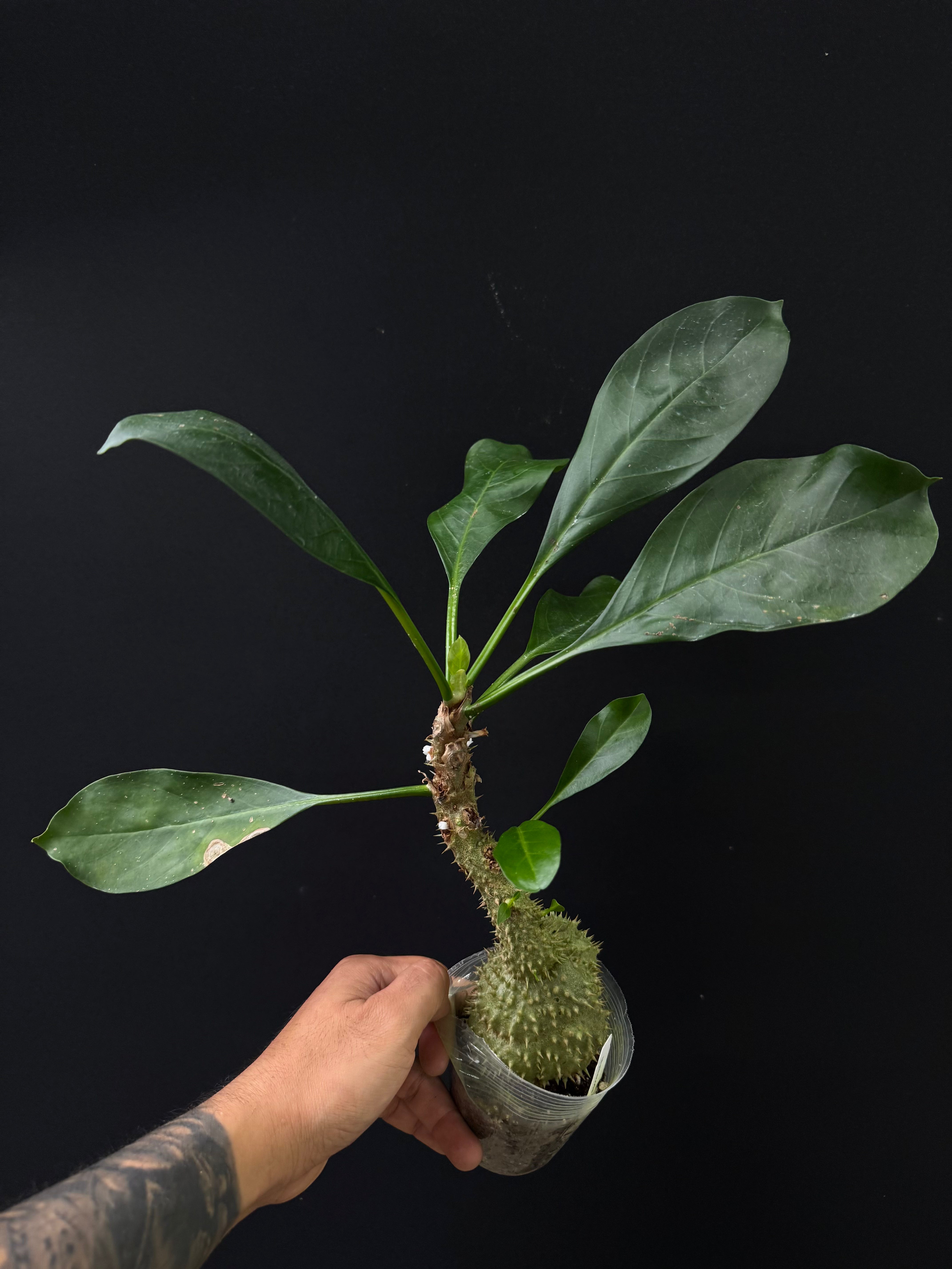 Myrmecodia tuberosa Papua • Rare Ant Plant