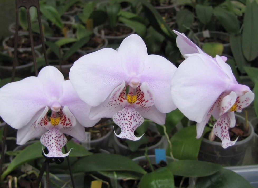 Phalaenopsis Rothschildiana (amabilis x schilleriana)