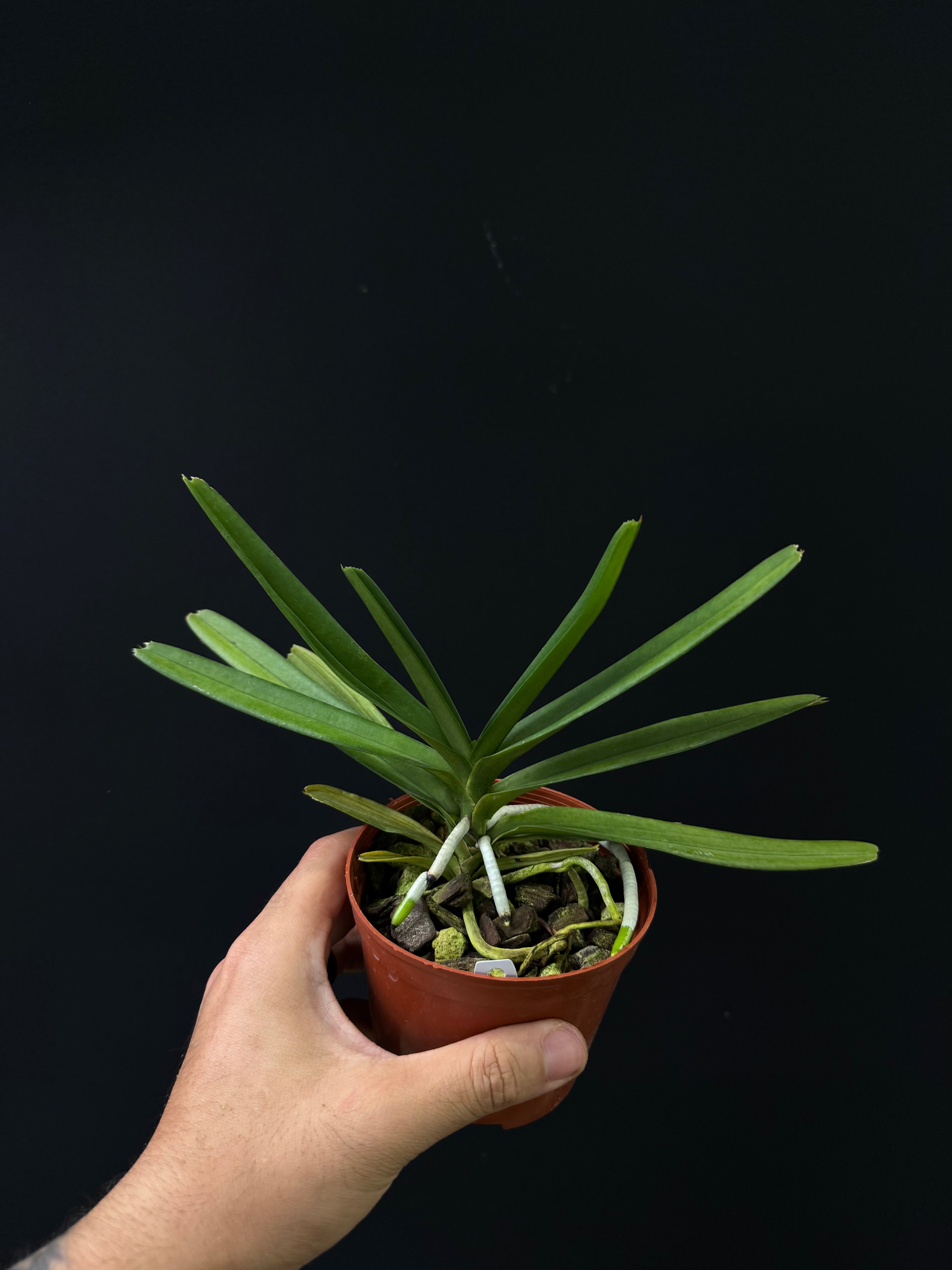 Vanda ampullacea var. alba