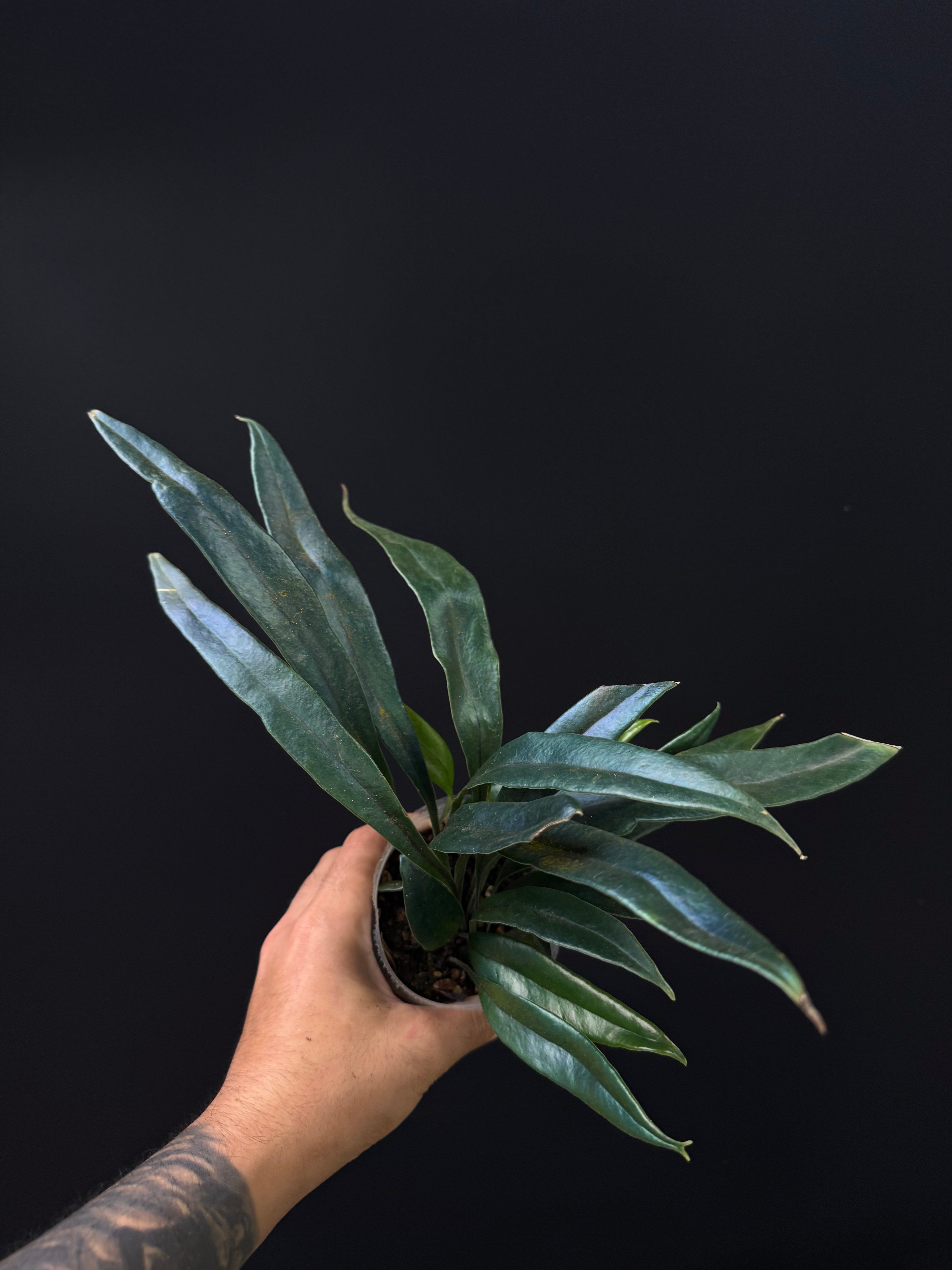 Microsorum thailandicum - Blue Oil Fern