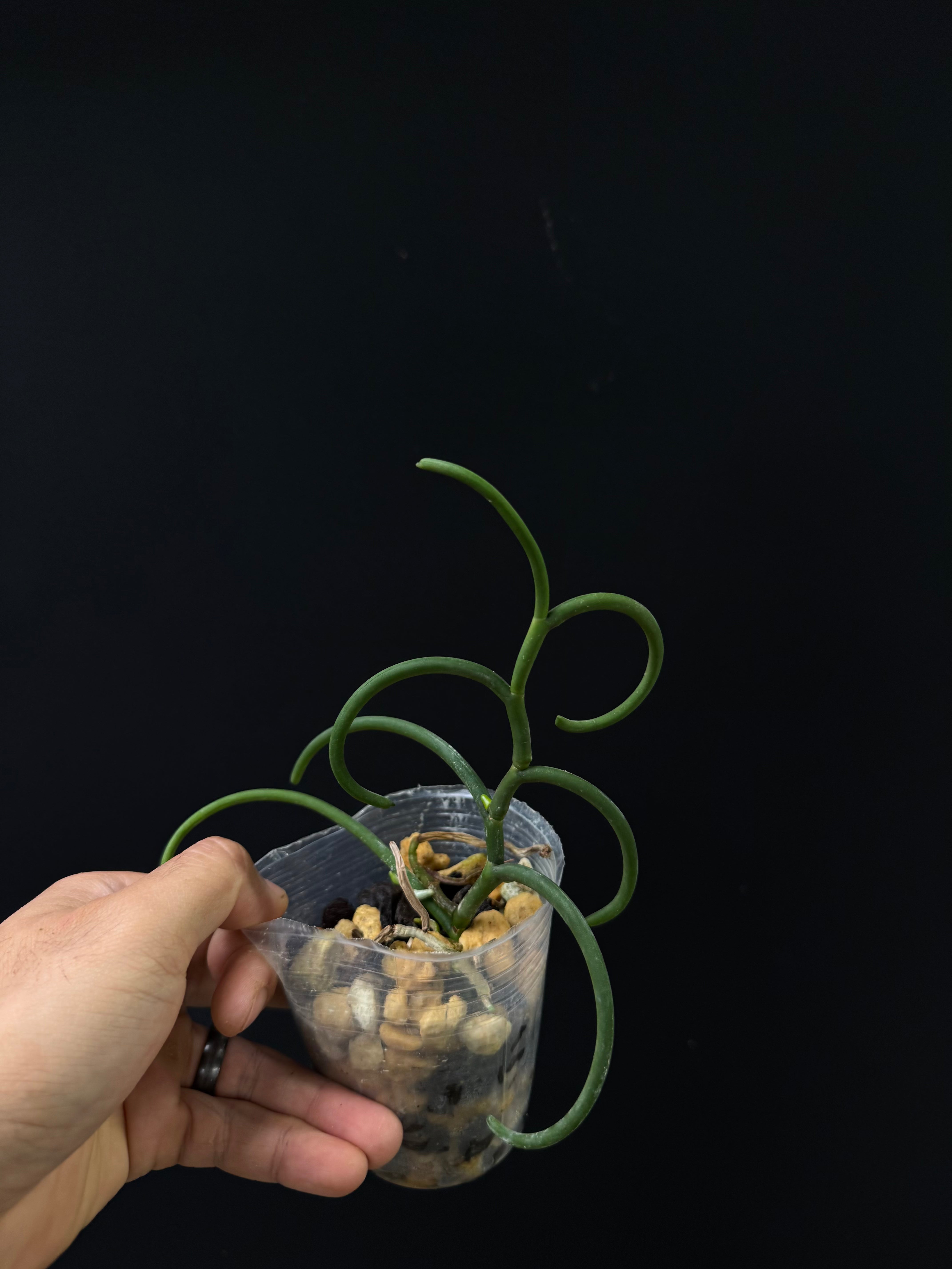 Papillonanthe teres var. 'olympic rings'