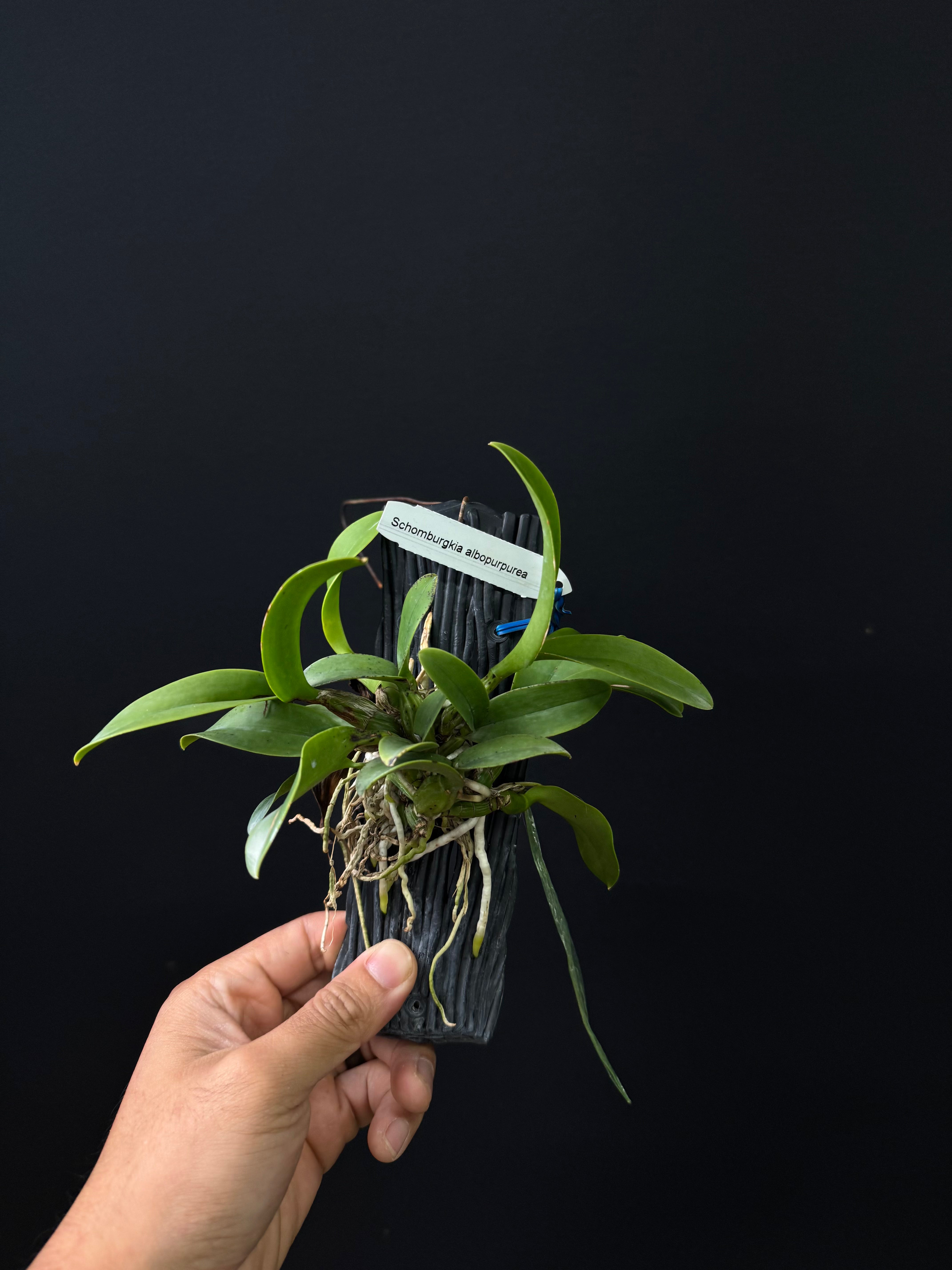Schomburgkia albopurpurea