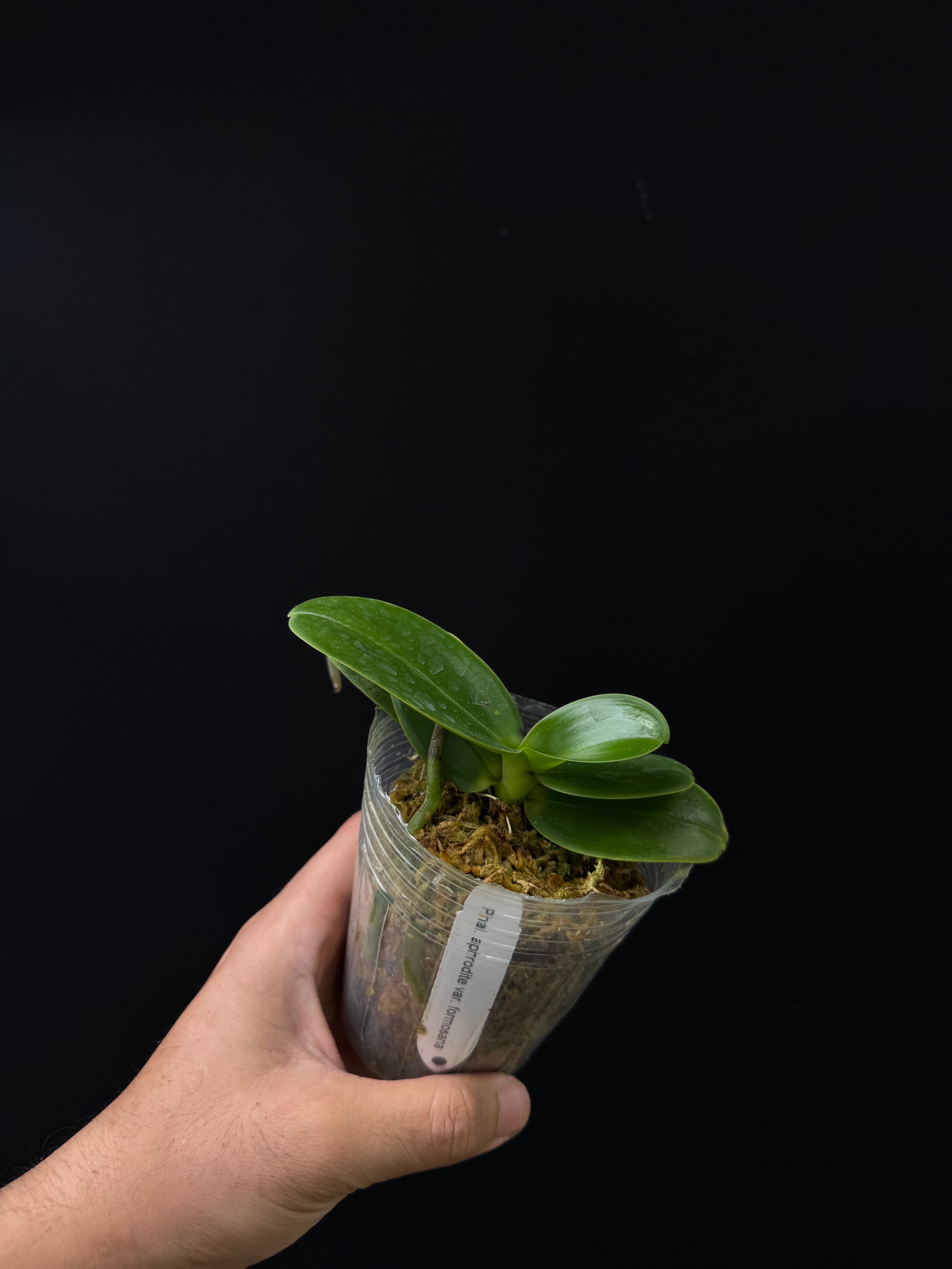 Phalaenopsis Aphrodite var. formosana