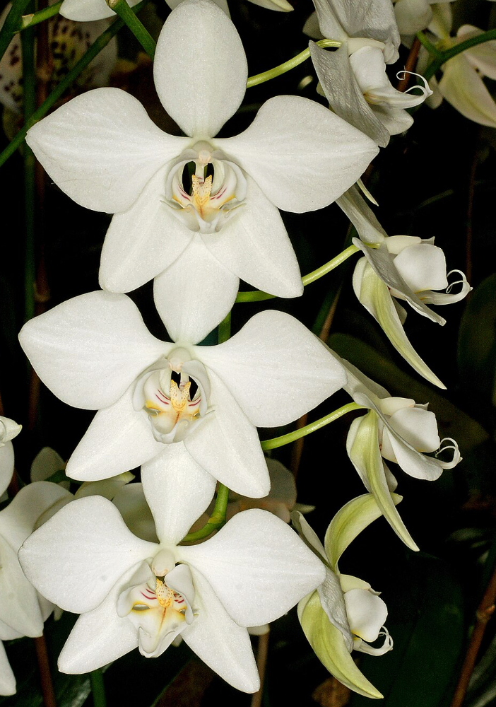 Phalaenopsis Aphrodite var. formosana