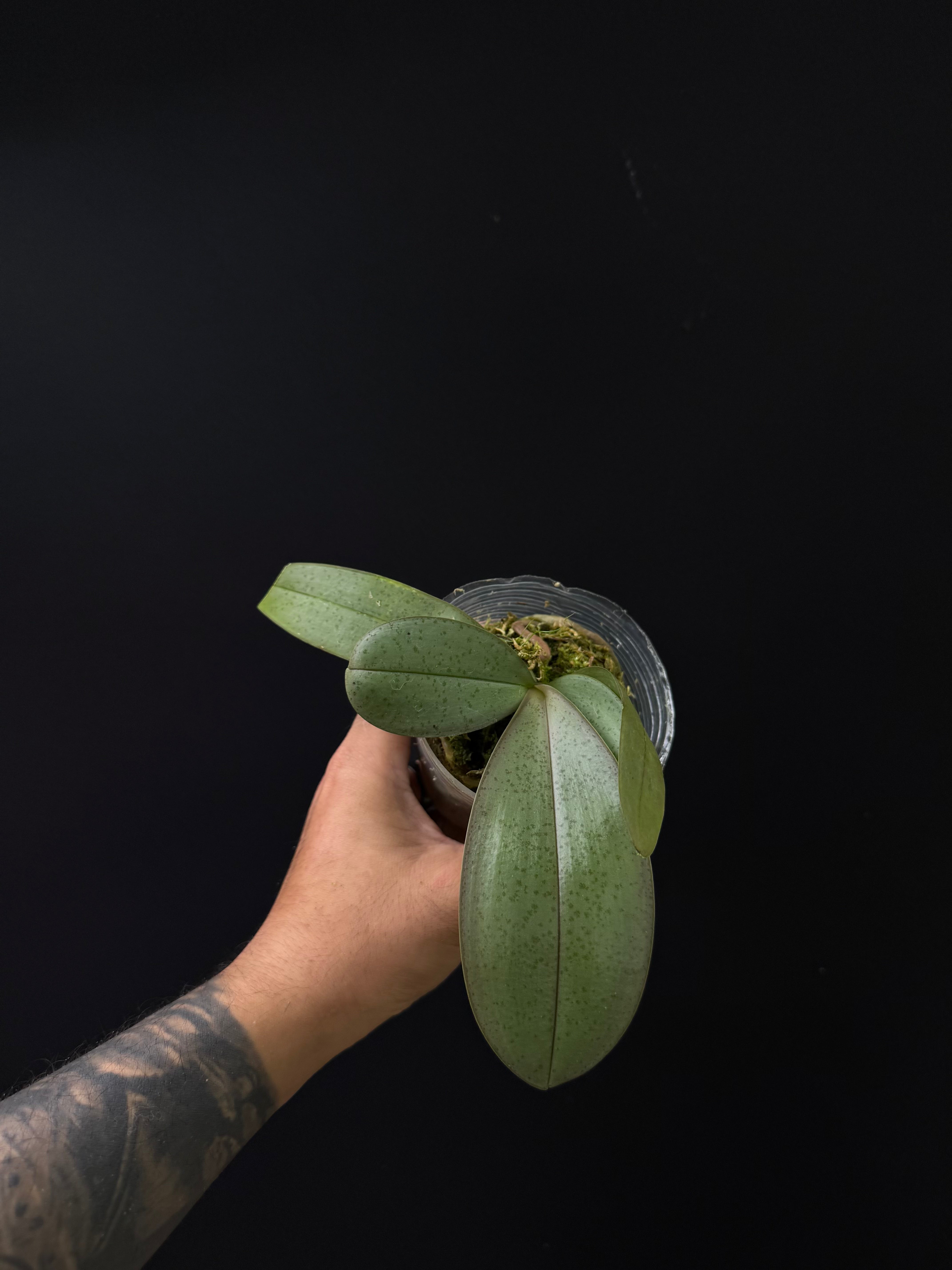 Phalaenopsis Rothschildiana