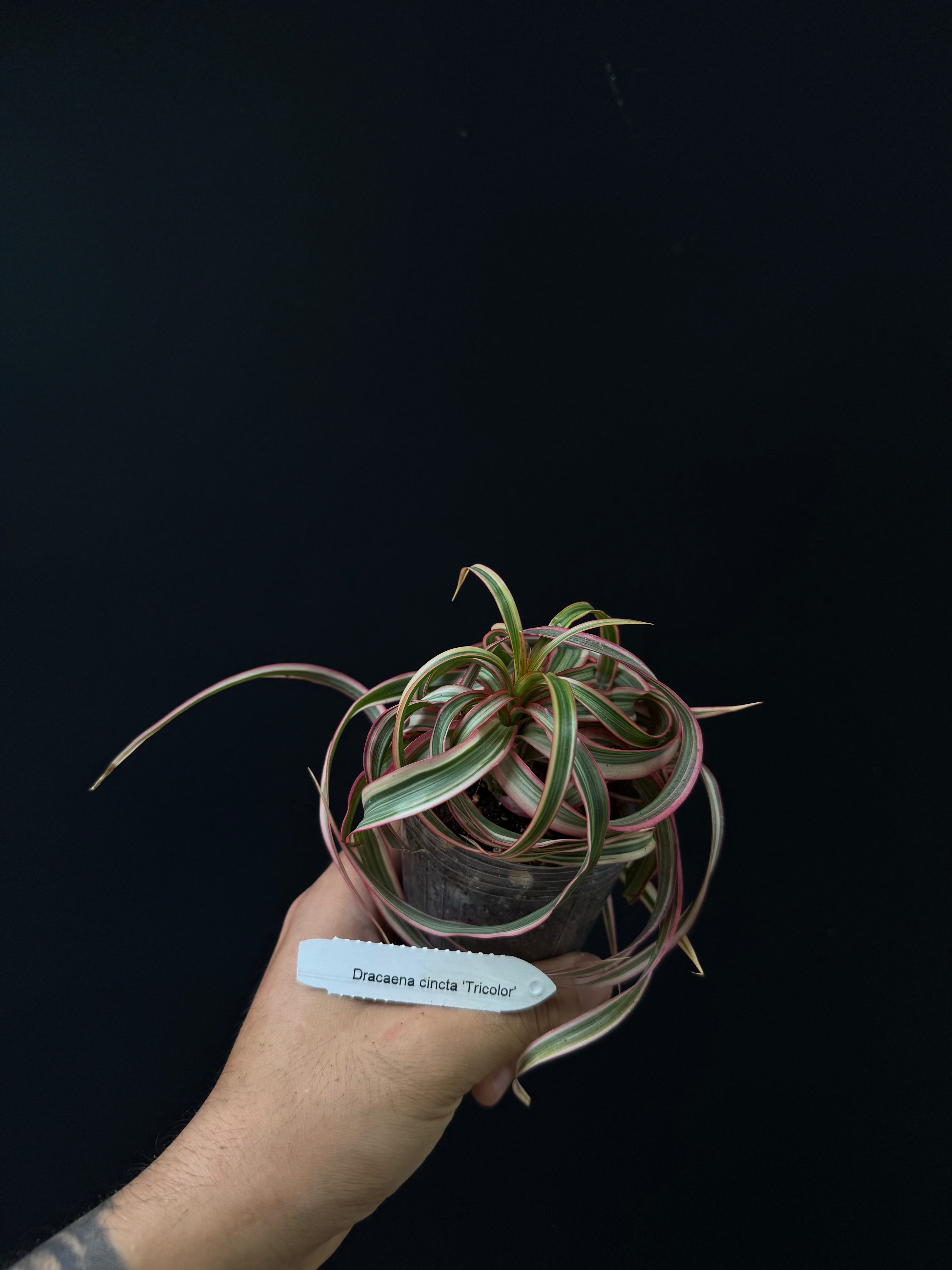 Dracaena cincta 'Tricolor'