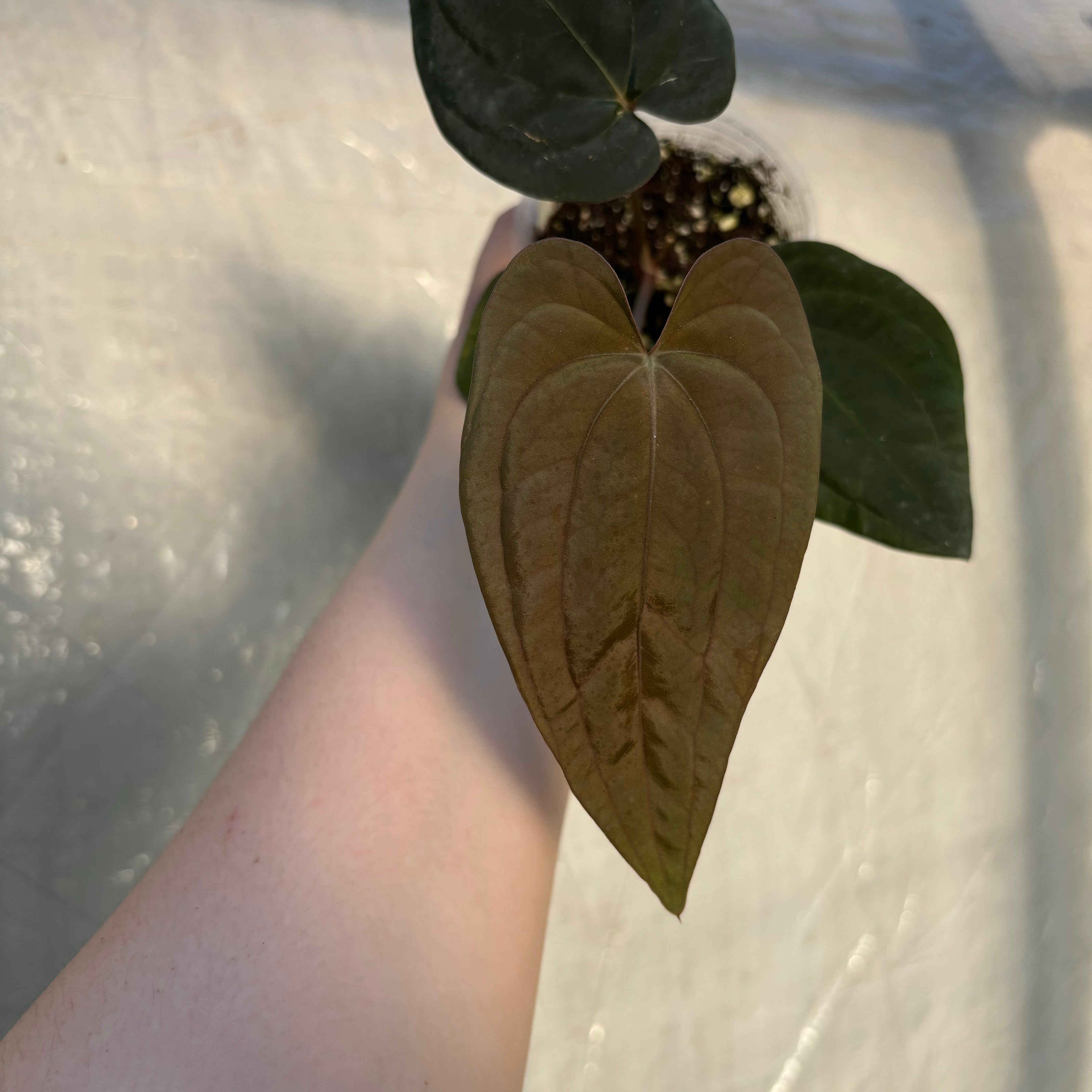 Anthurium papillilaminum ‘Wu1’ x BVEP ‘Oliver’ (EXACT PLANT)