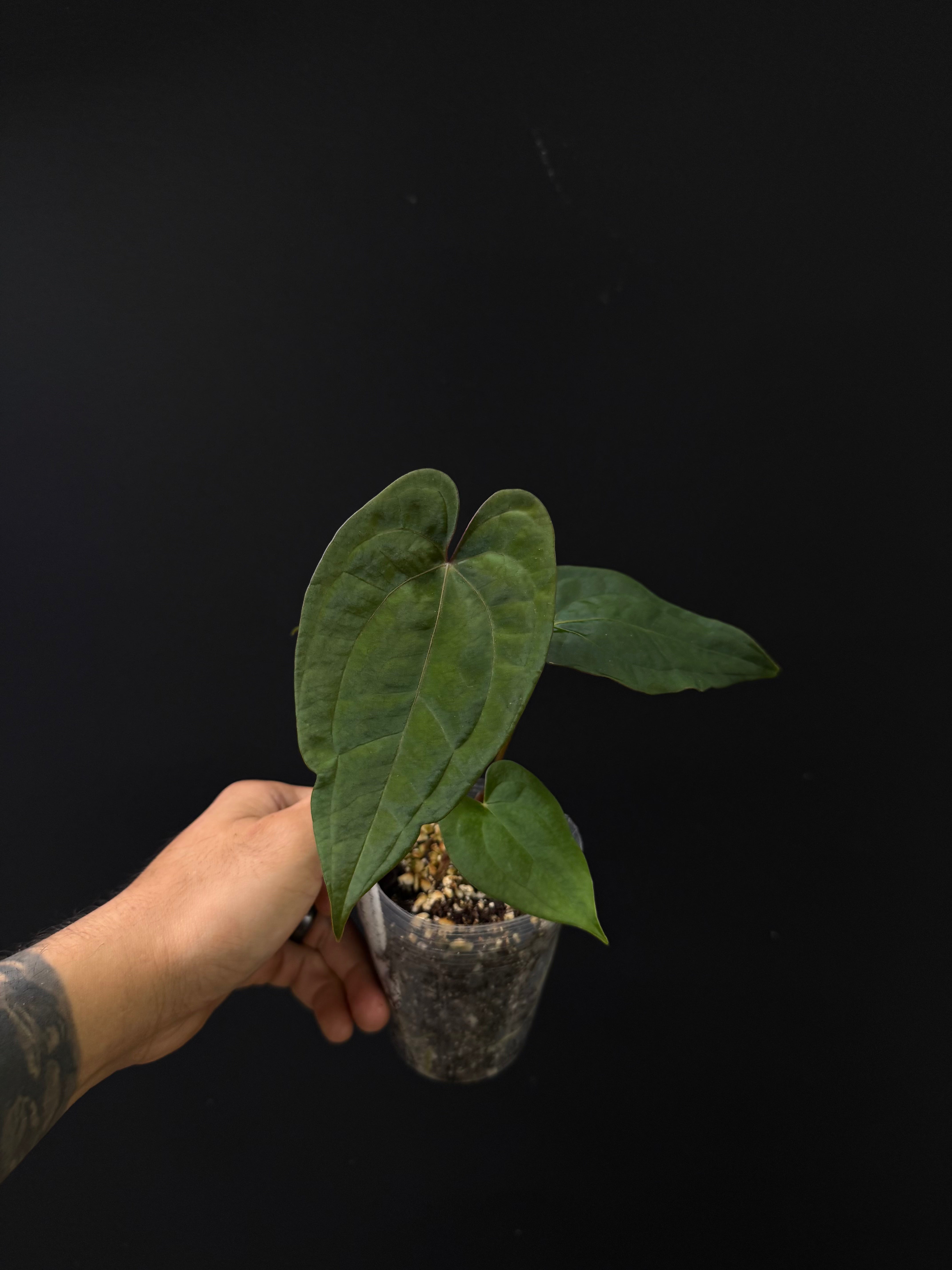 Anthurium Amber Forest