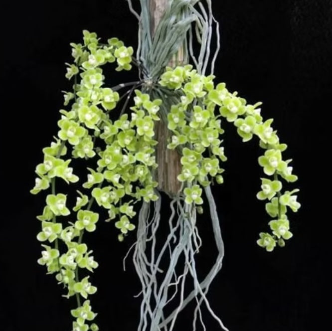 Chiloschista viridiflava