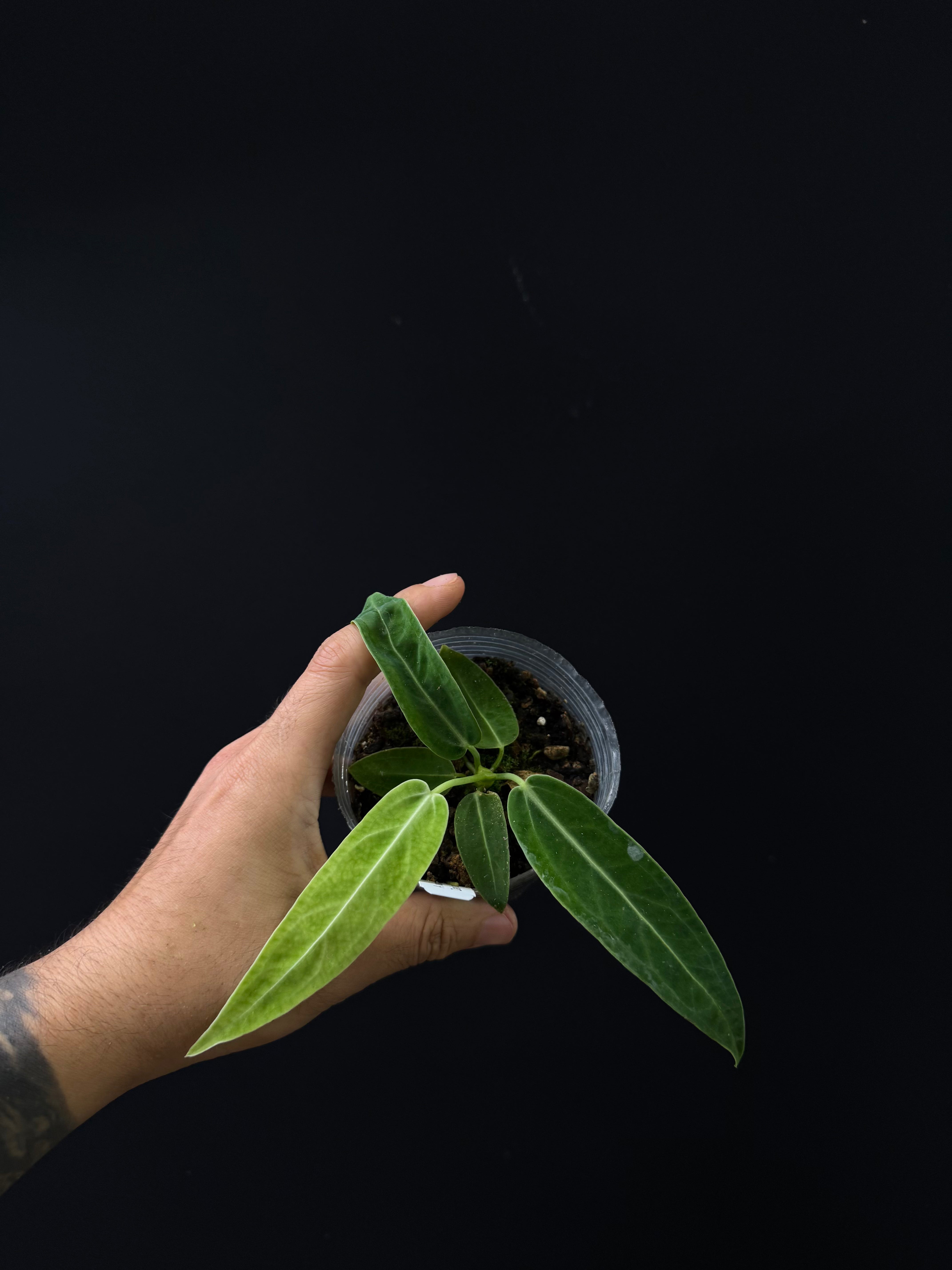 Anthurium warocqueanum Dark & Narrow - Queen Anthurium