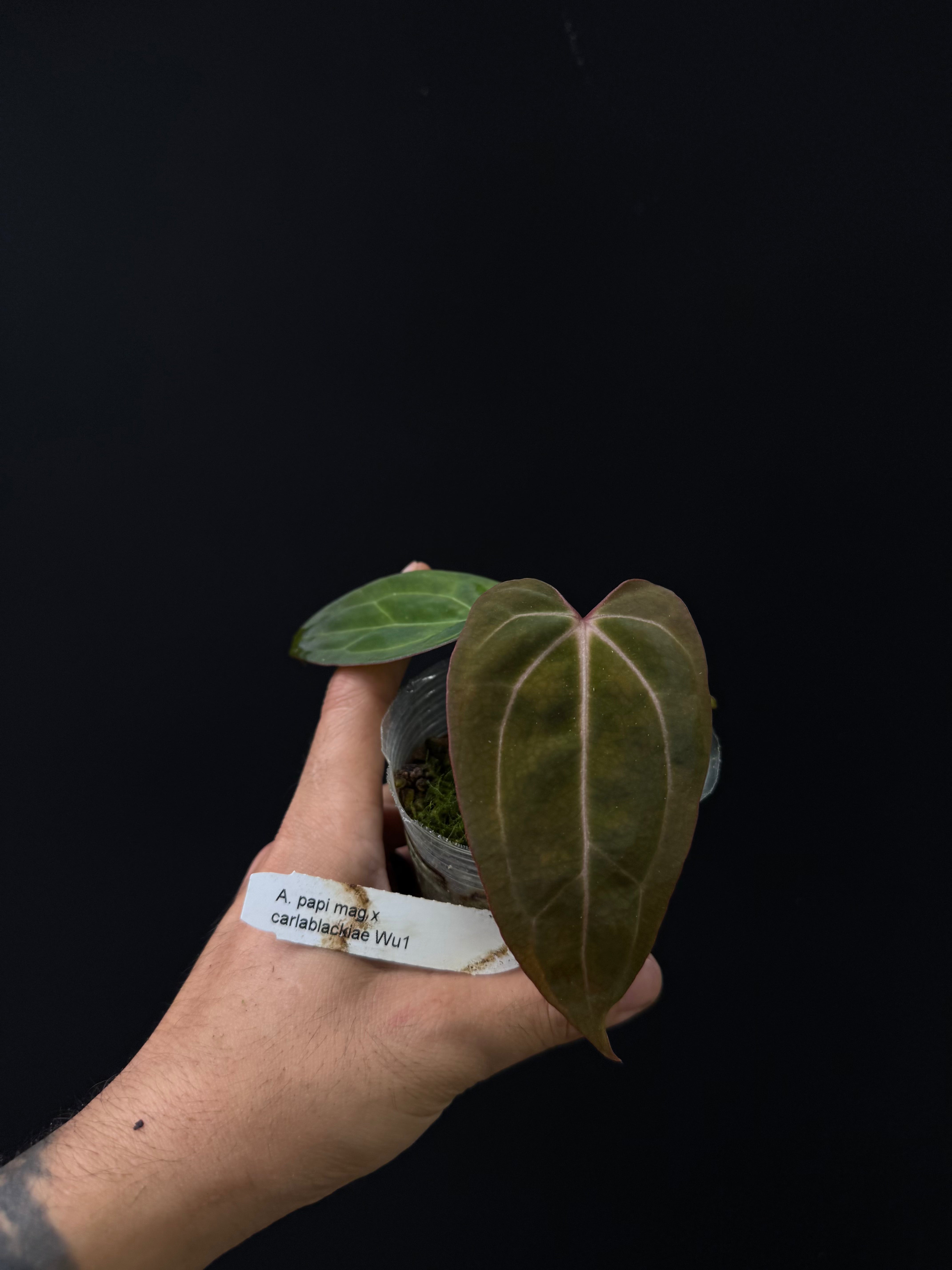 Anthurium papillilaminum/magnificum x carlablackiae 'Wu1'